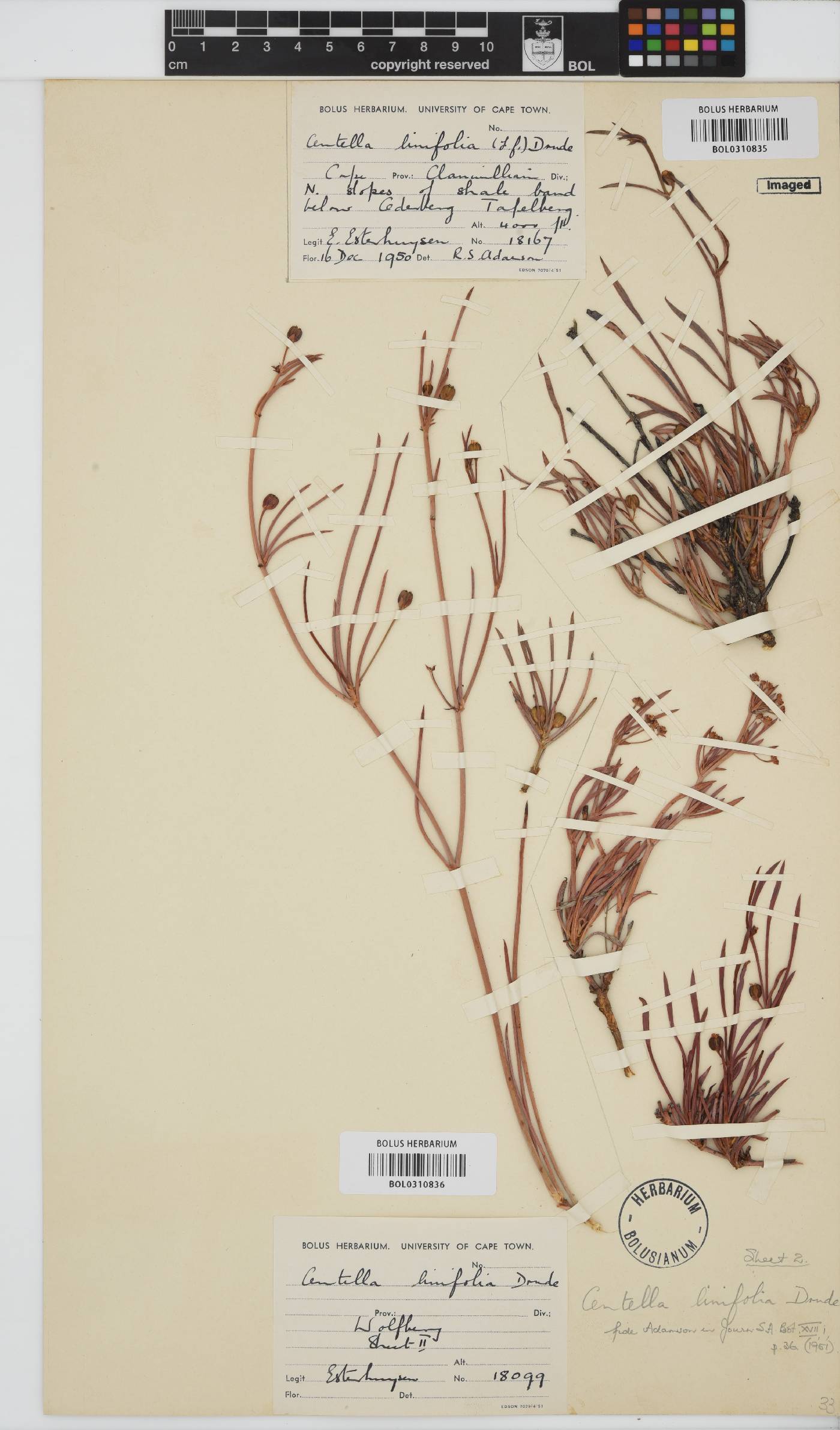 Centella linifolia image