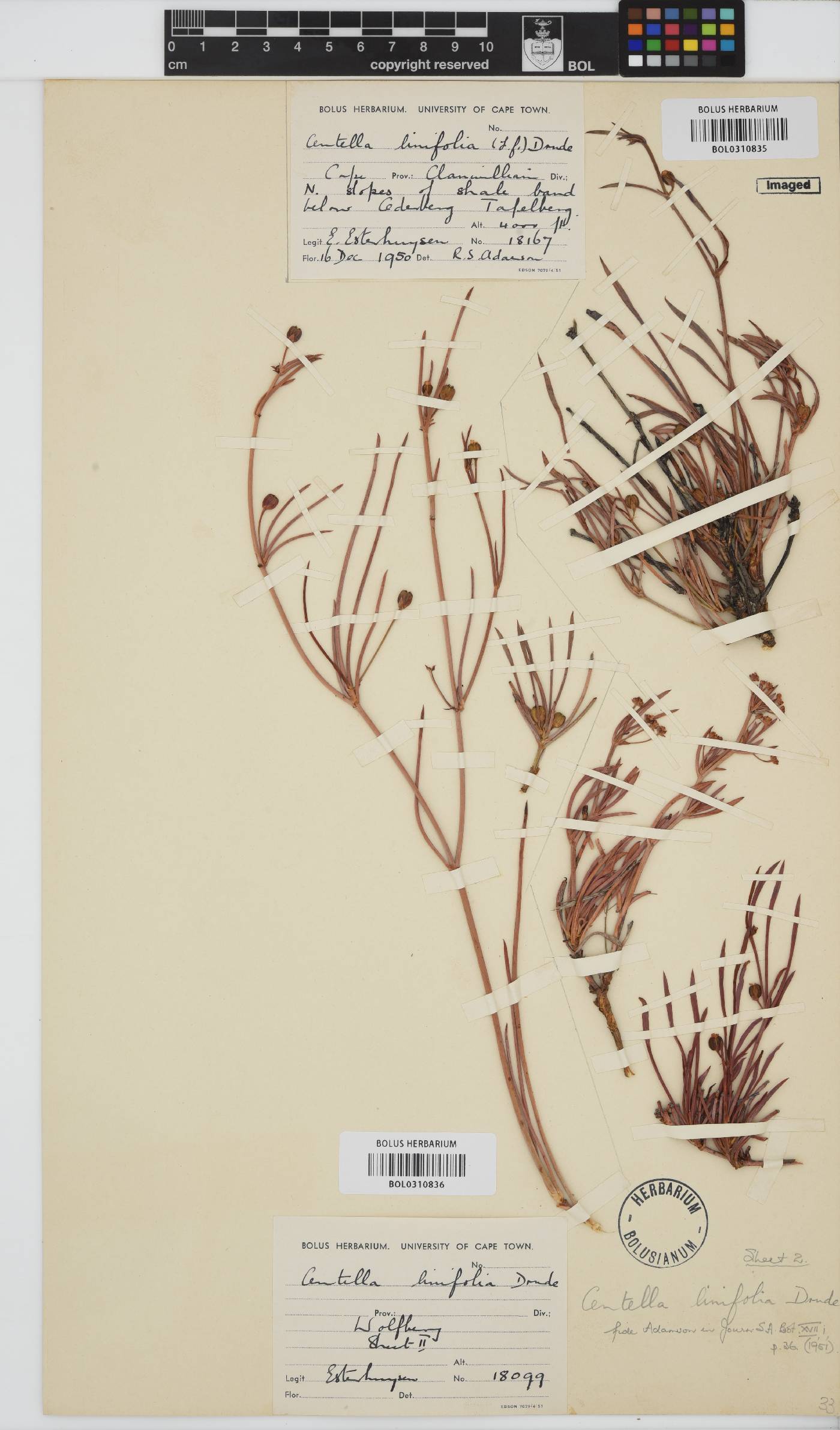 Centella linifolia image