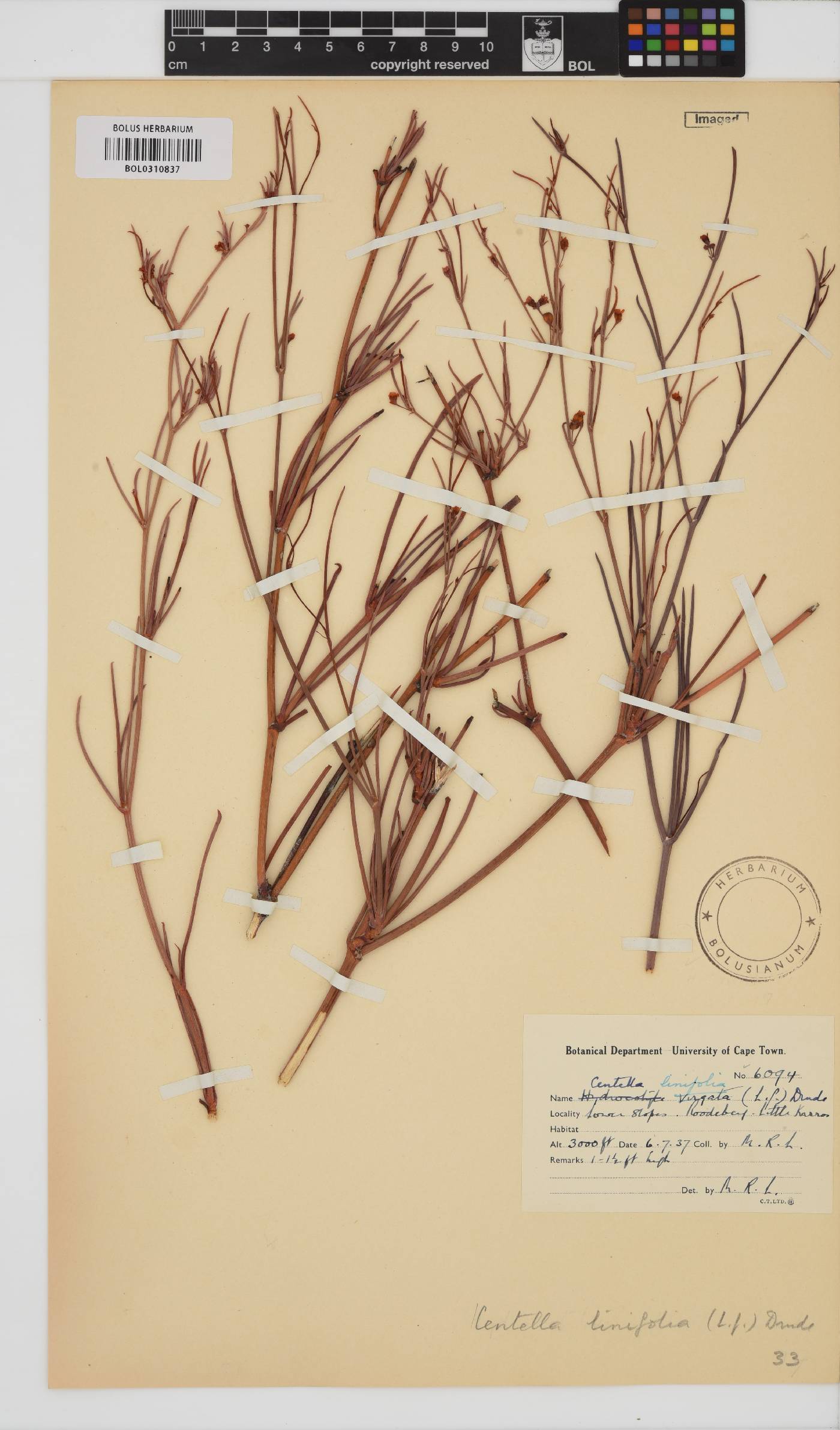 Centella linifolia image