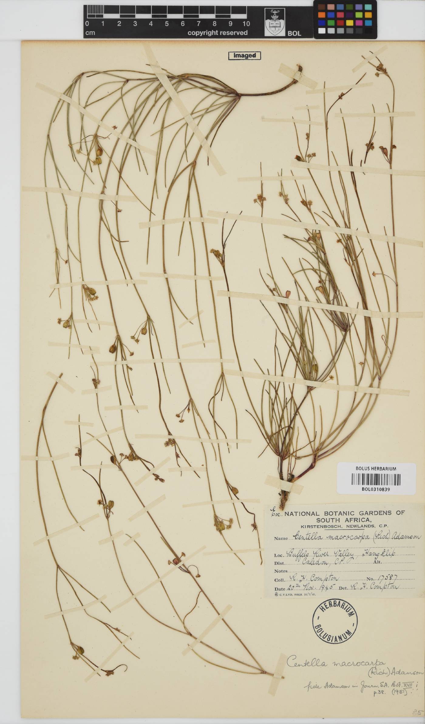 Centella macrocarpa image