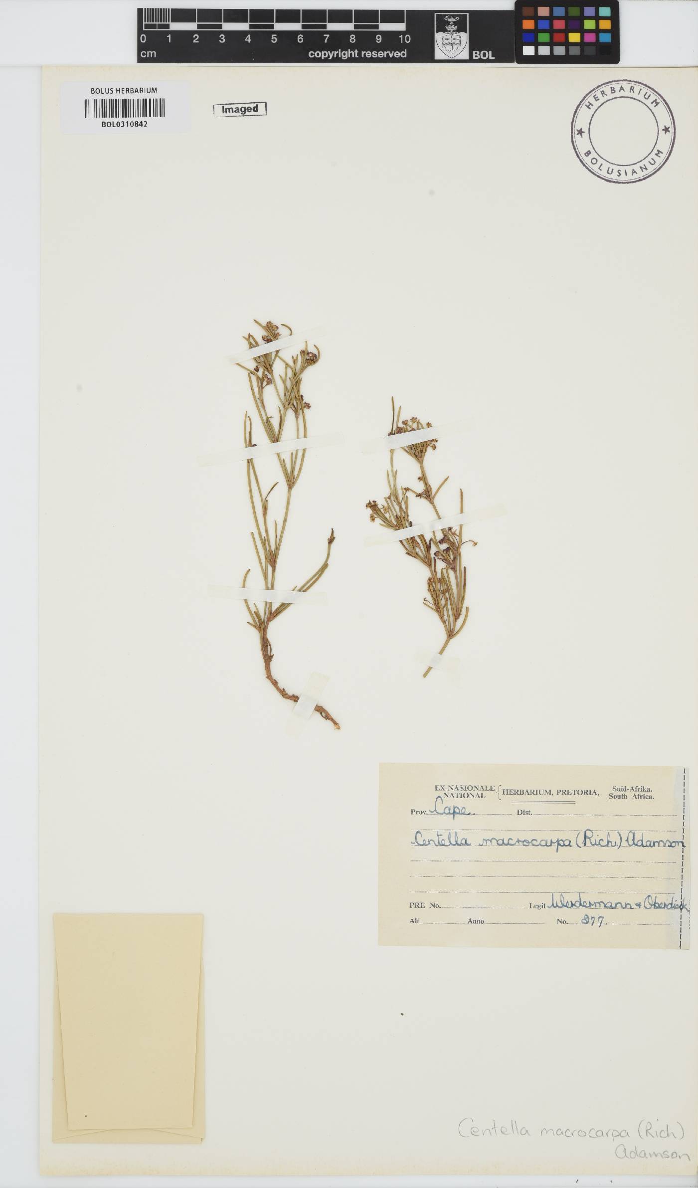 Centella macrocarpa image
