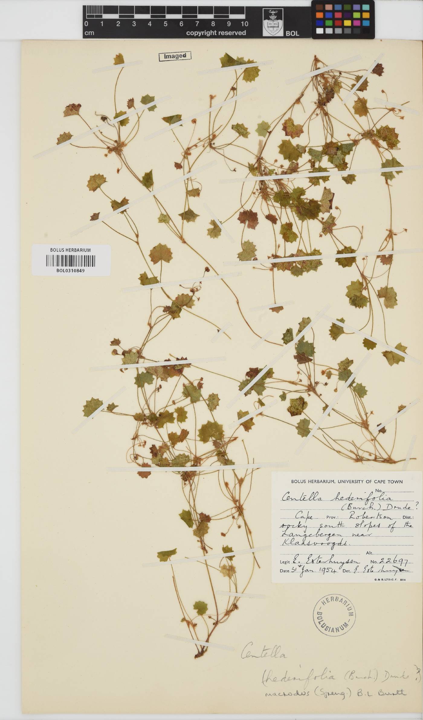 Centella macrocarpa image