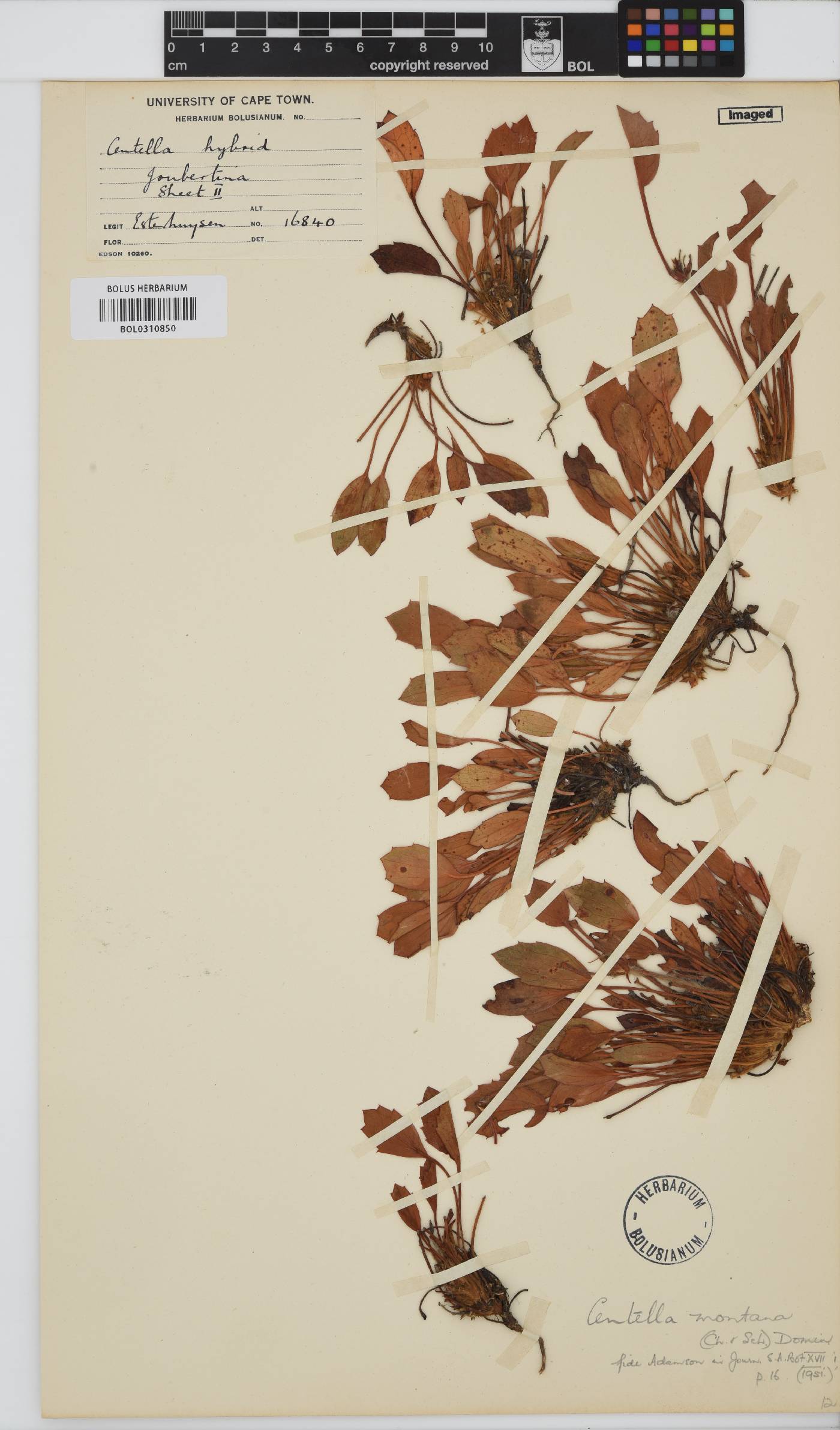 Centella montana image