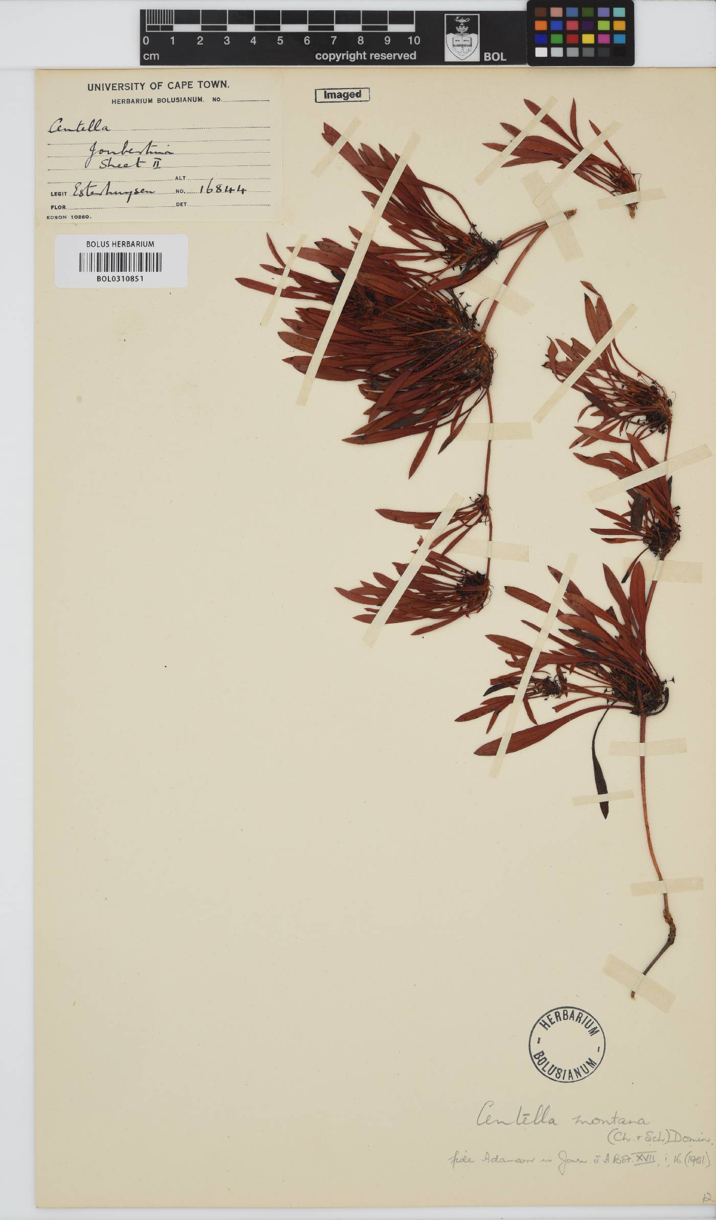 Centella montana image