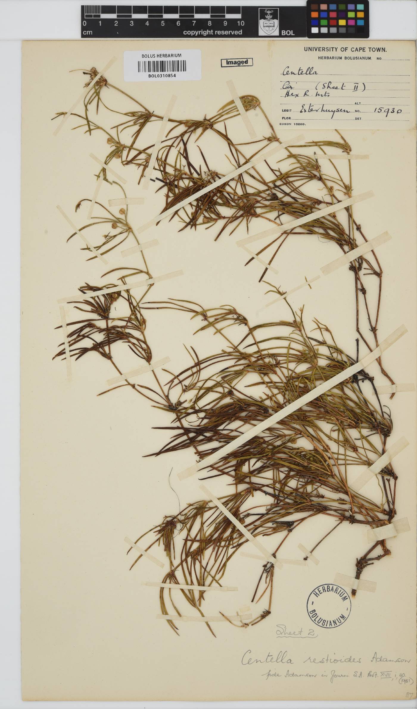 Centella restioides image