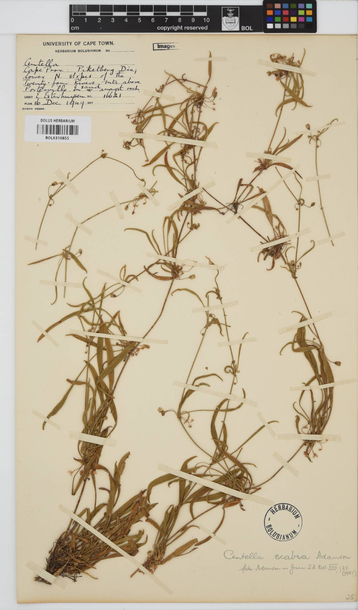 Centella scabra image