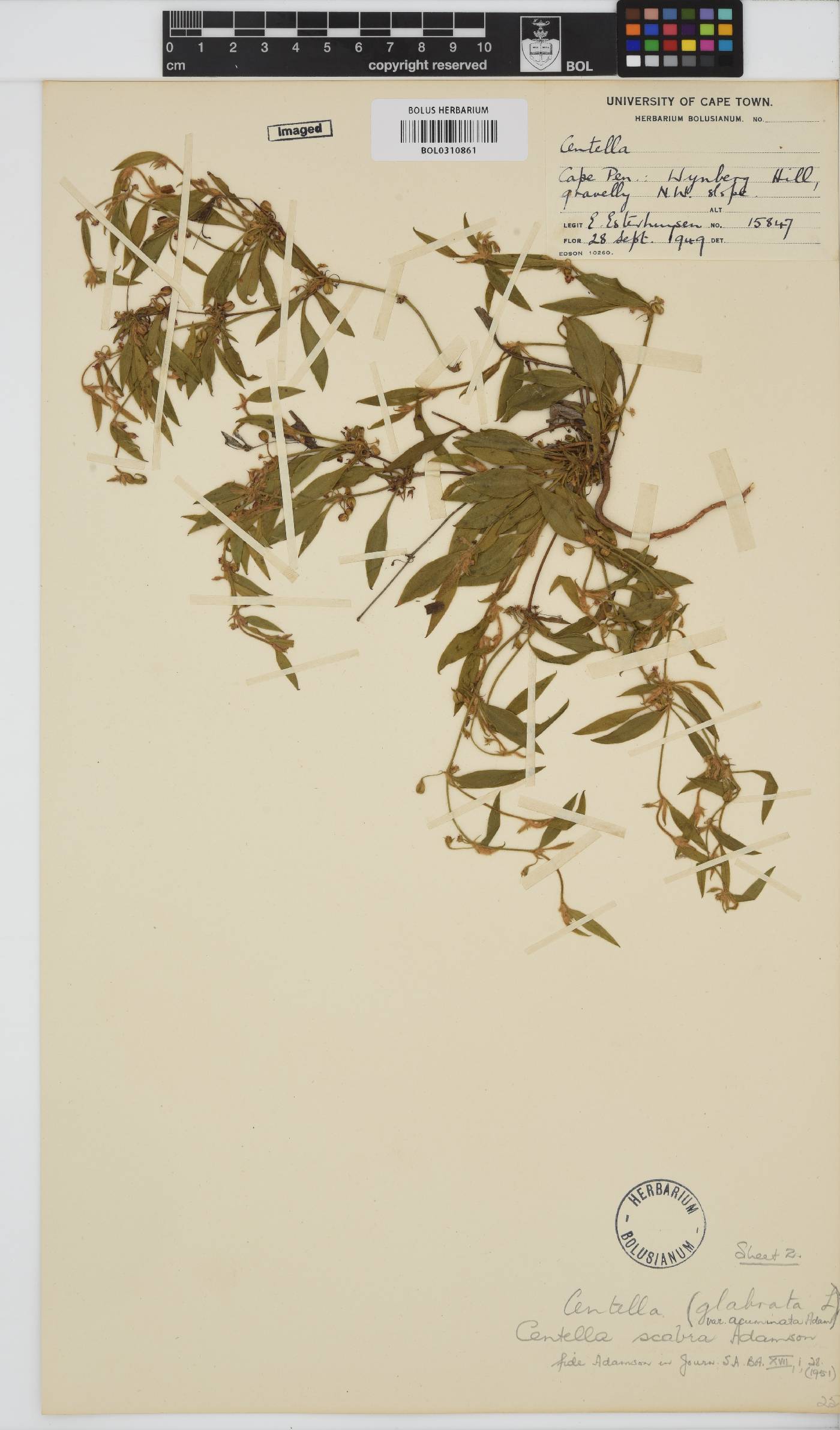 Centella scabra image