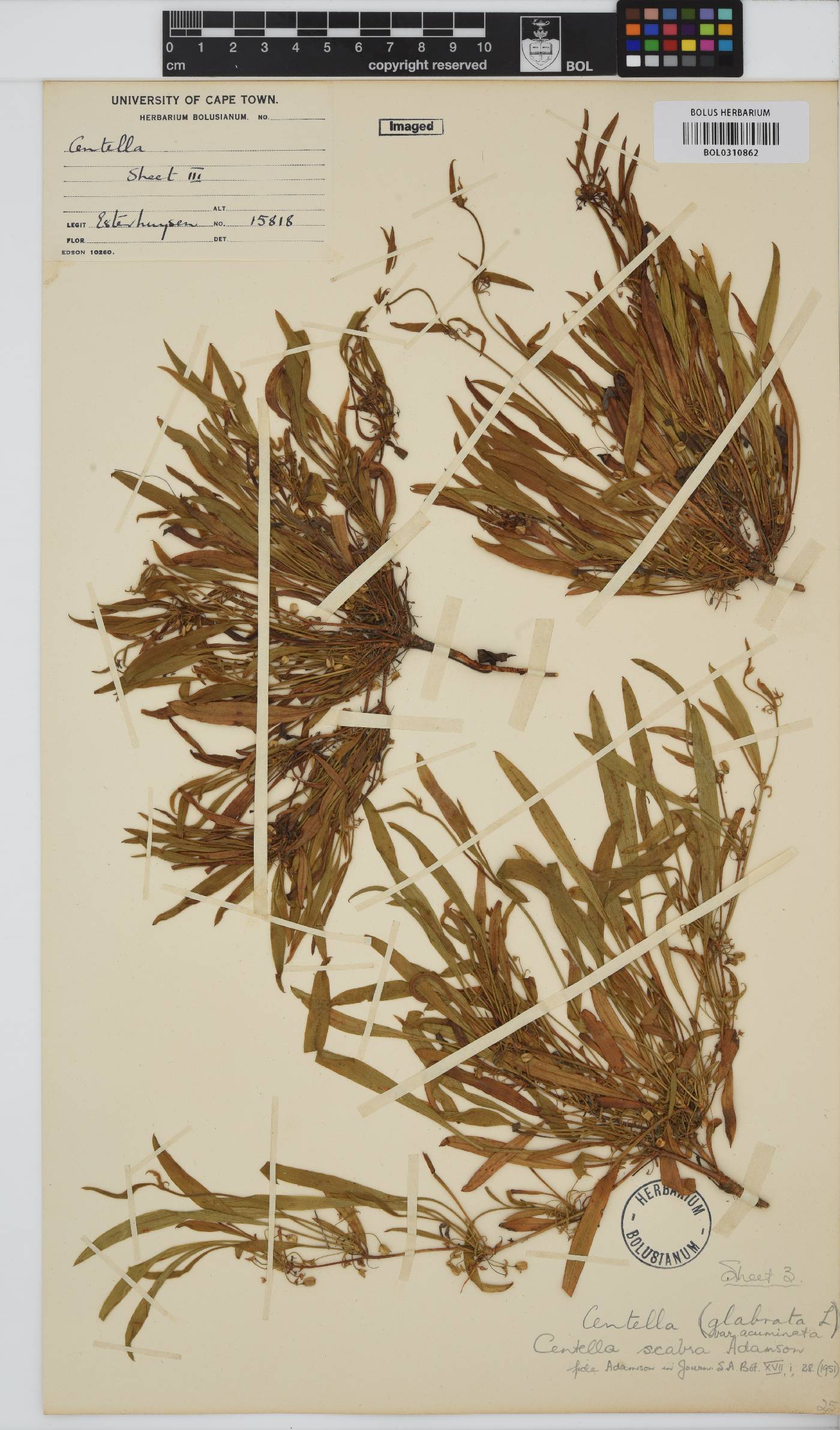 Centella villosa image