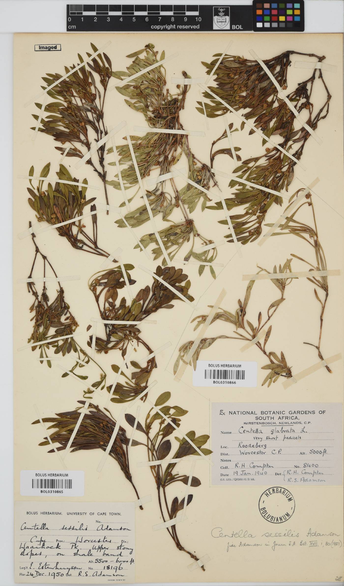 Centella sessilis image