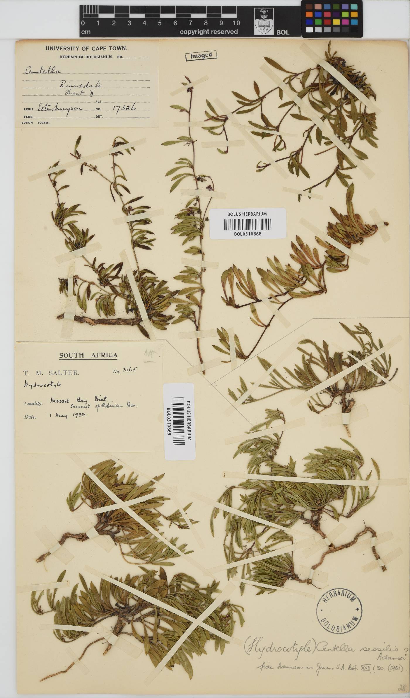 Centella sessilis image