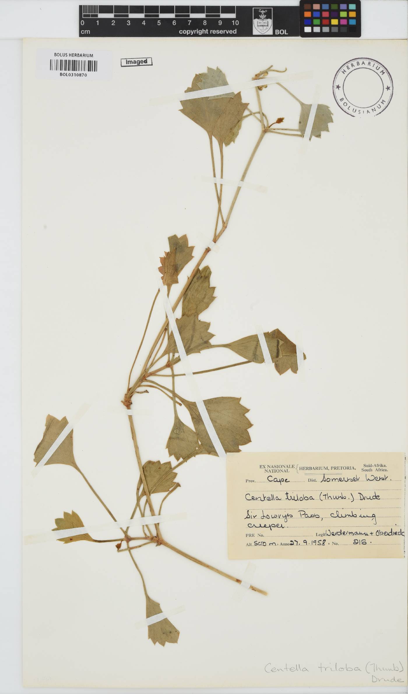 Centella triloba image