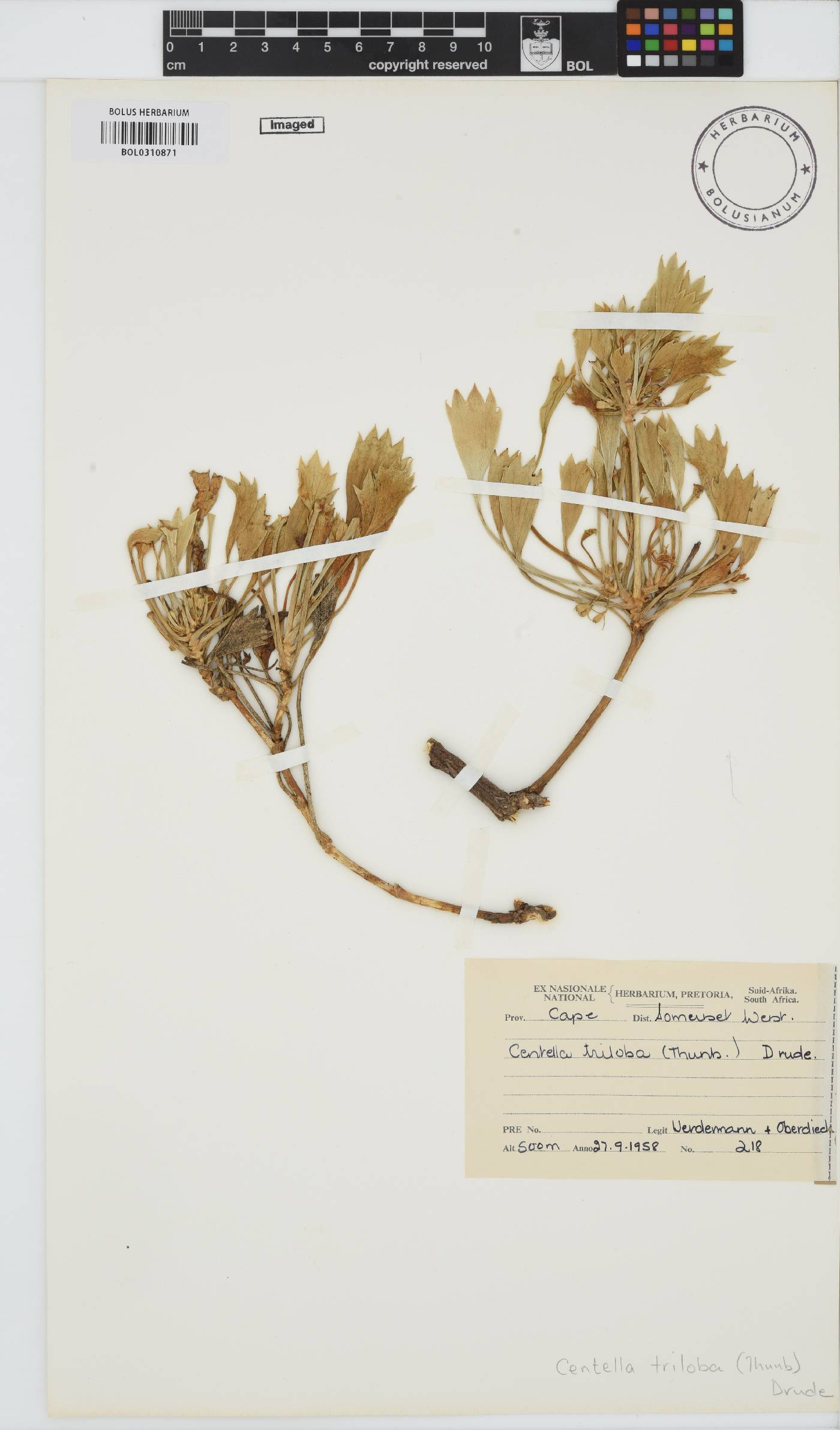 Centella triloba image