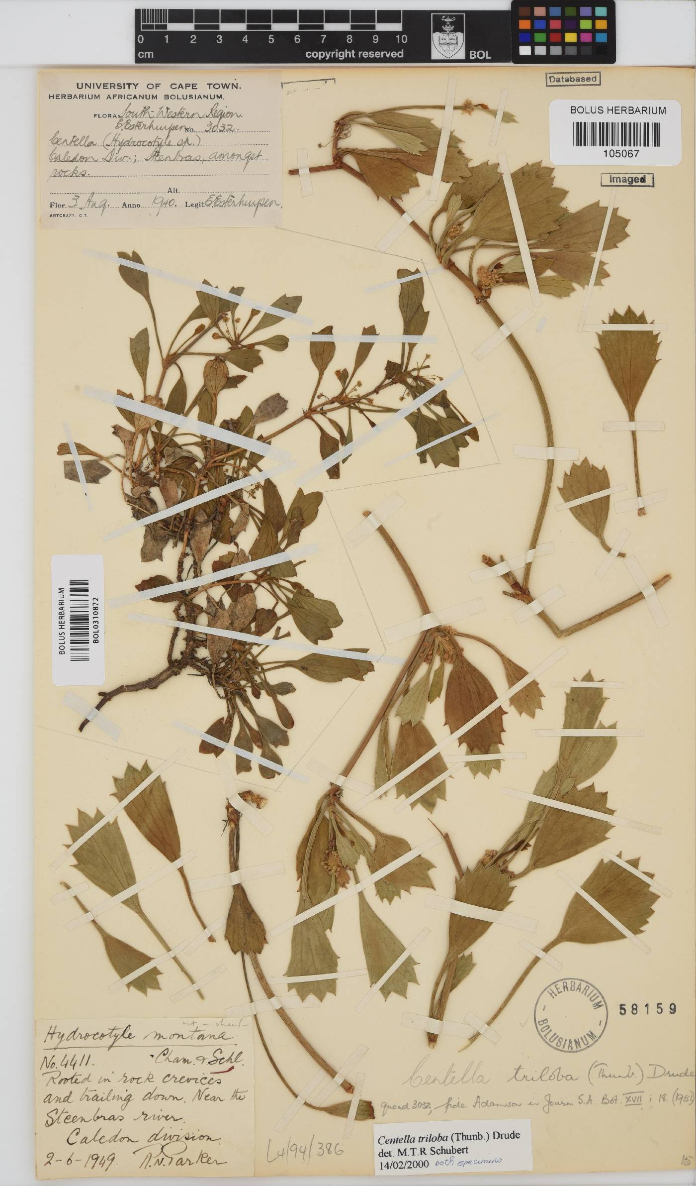 Centella triloba image