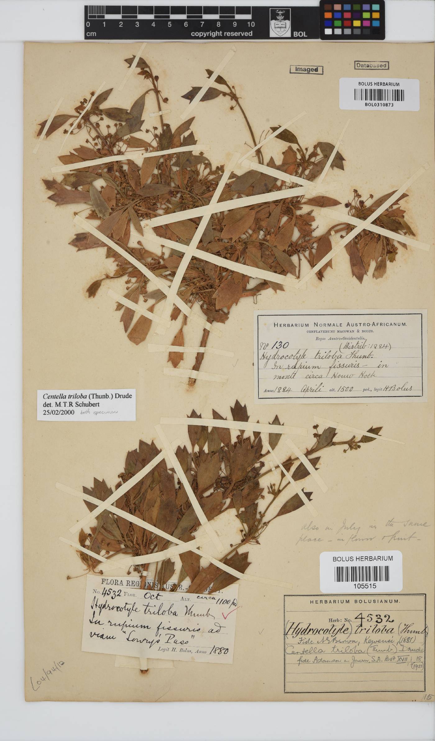 Centella triloba image
