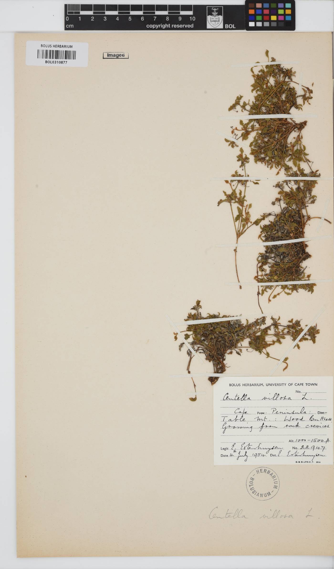 Centella villosa image