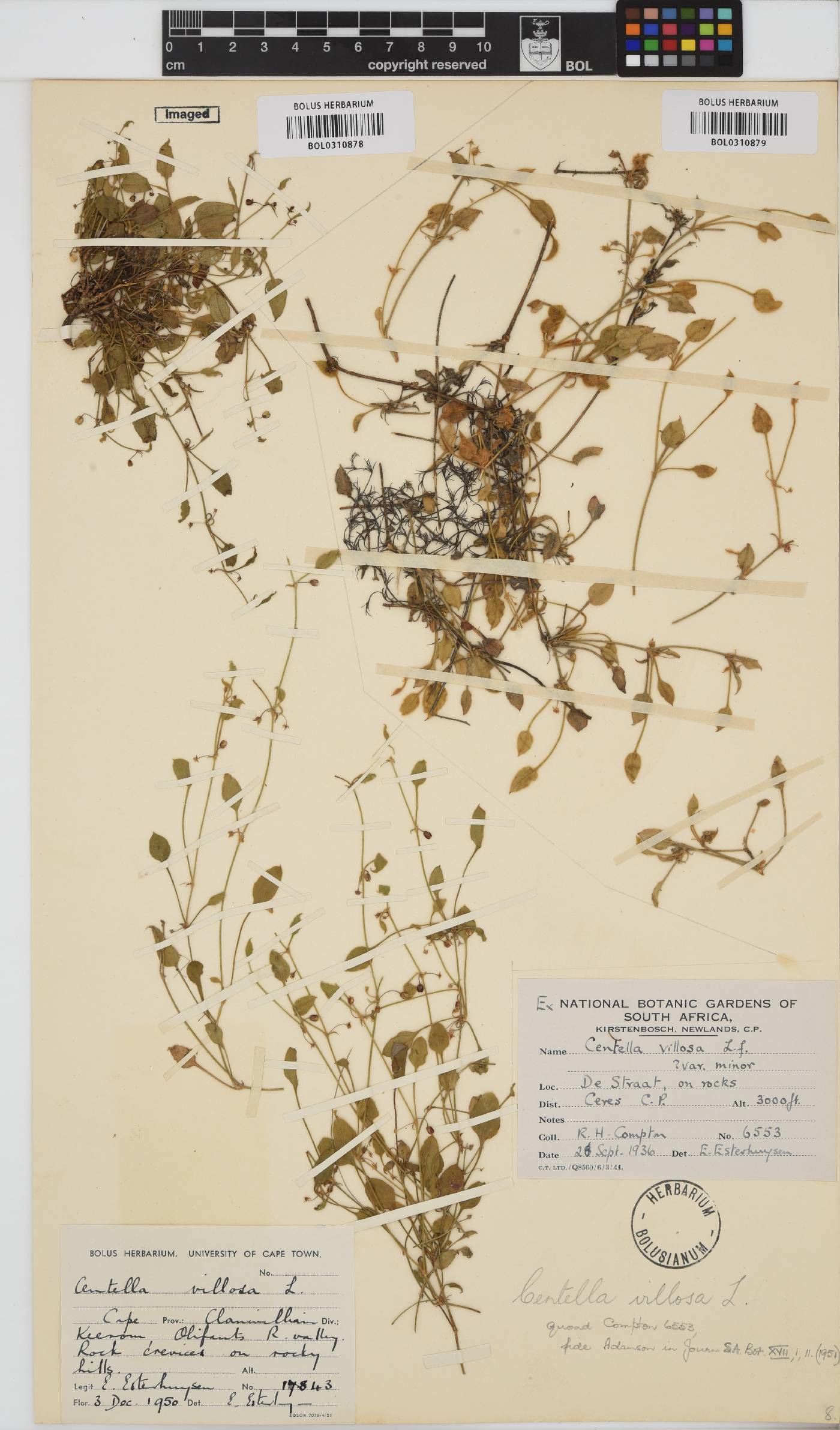 Centella villosa image