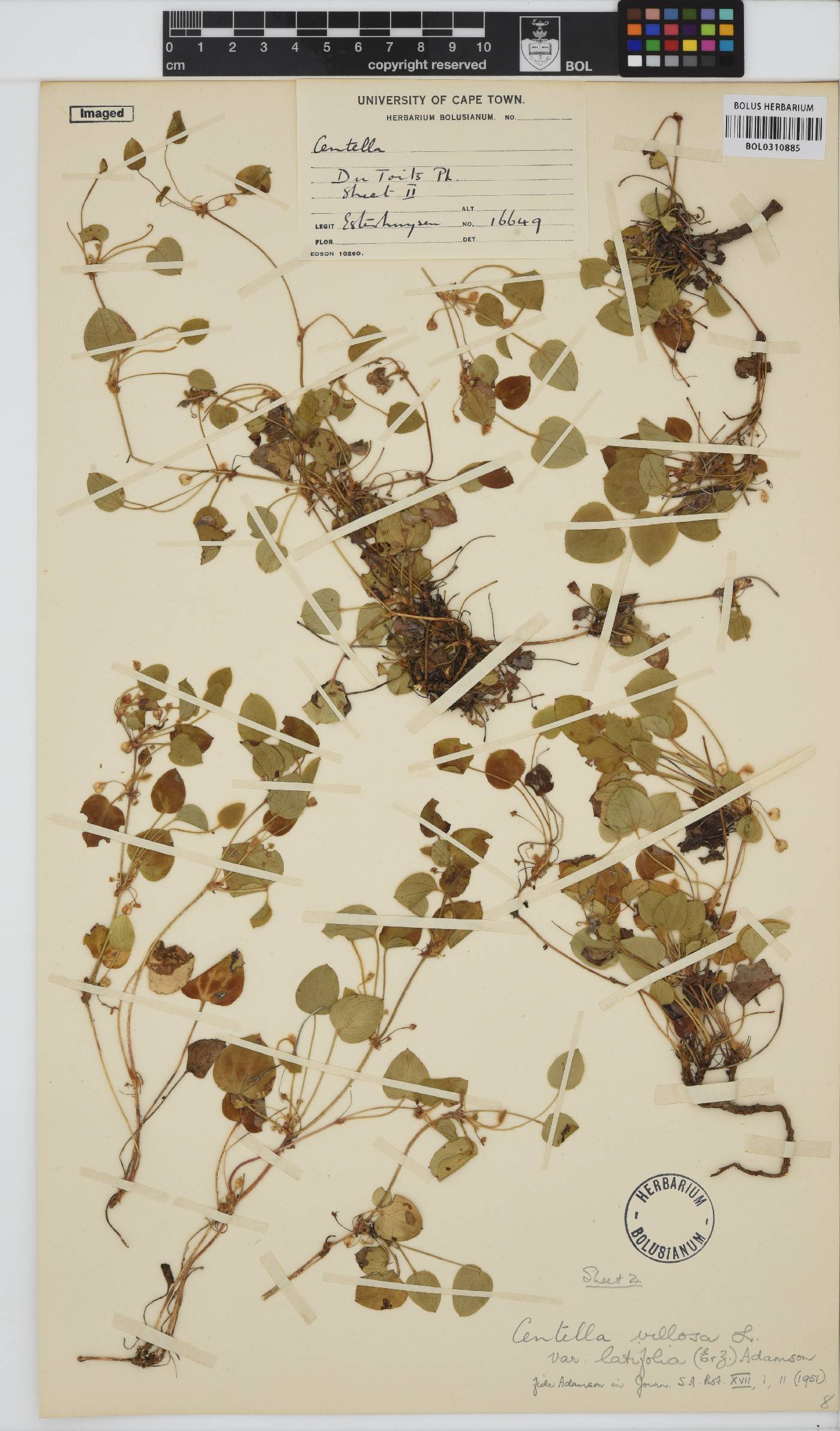 Centella cordata image