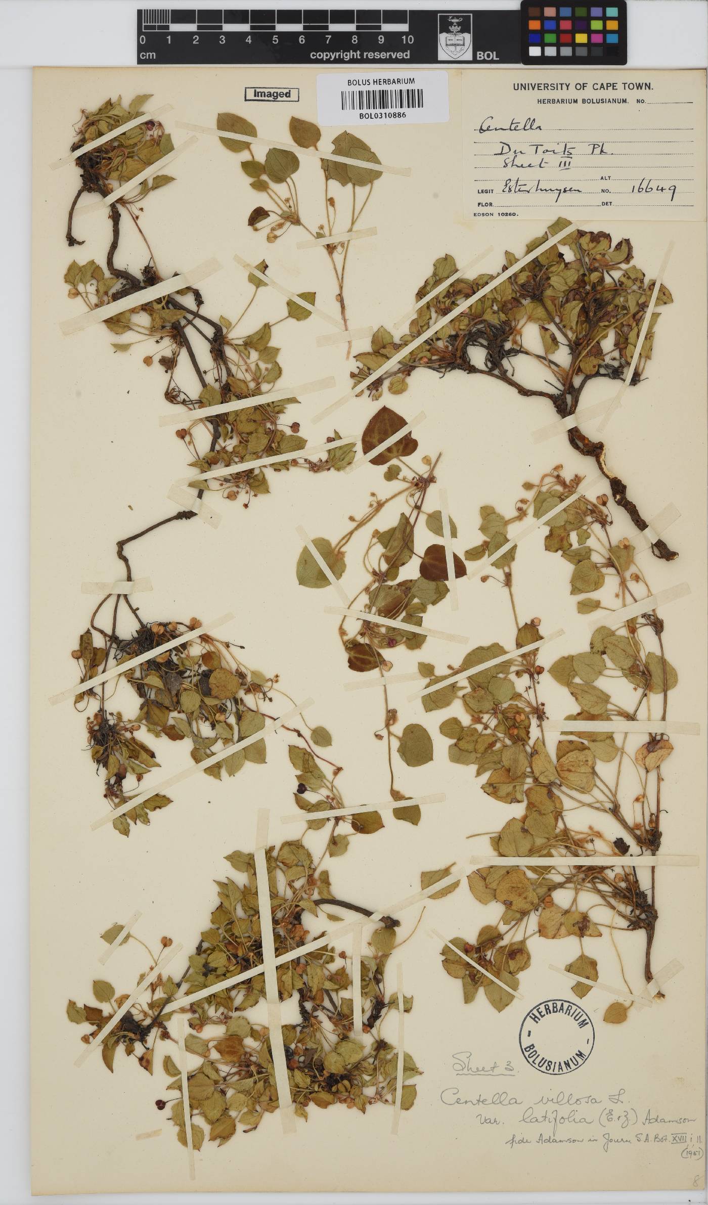 Centella cordata image