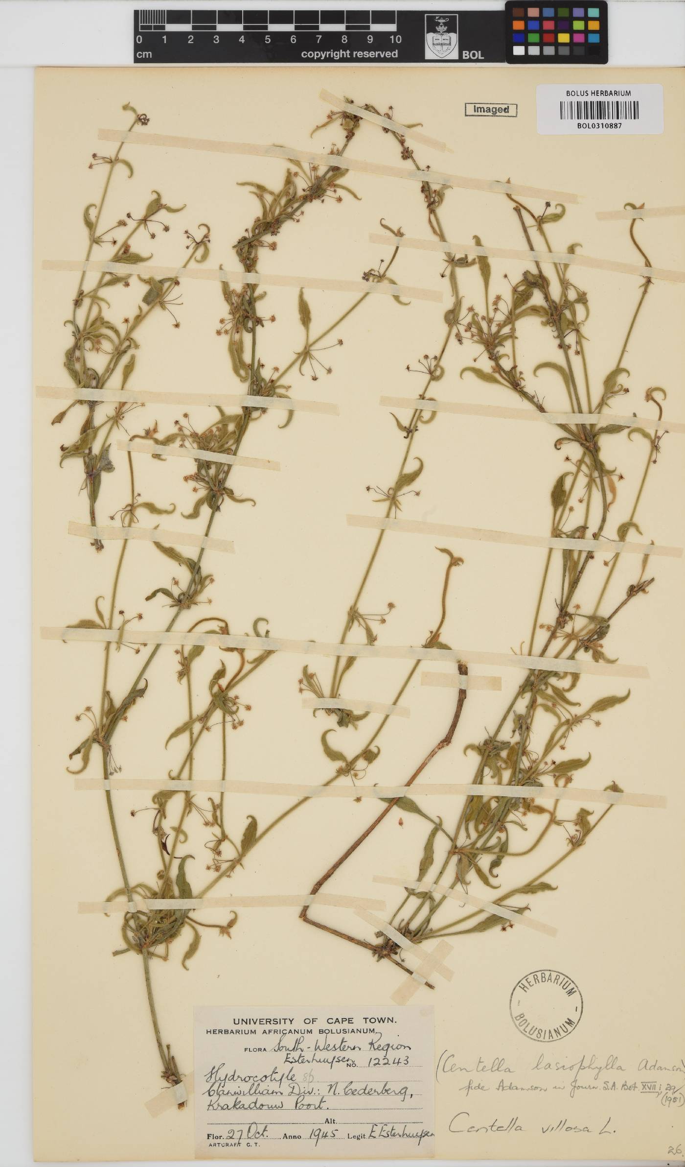 Centella villosa image