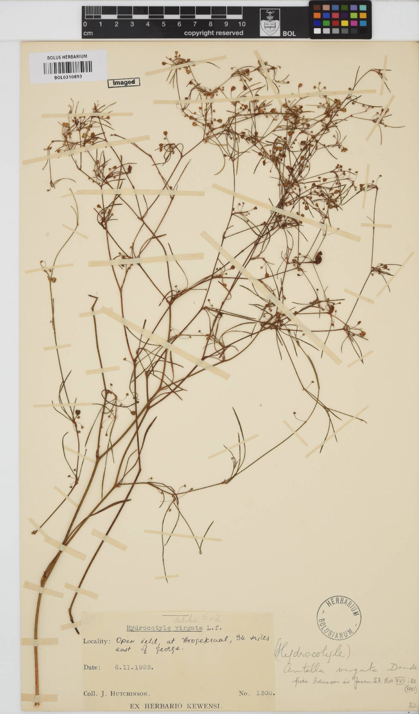 Centella virgata image