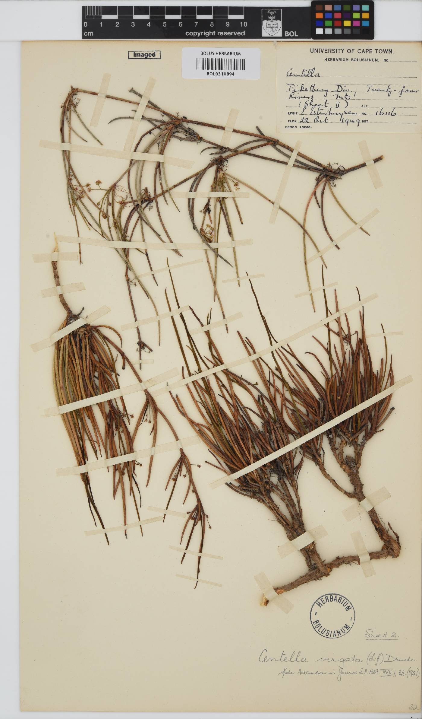 Centella virgata image
