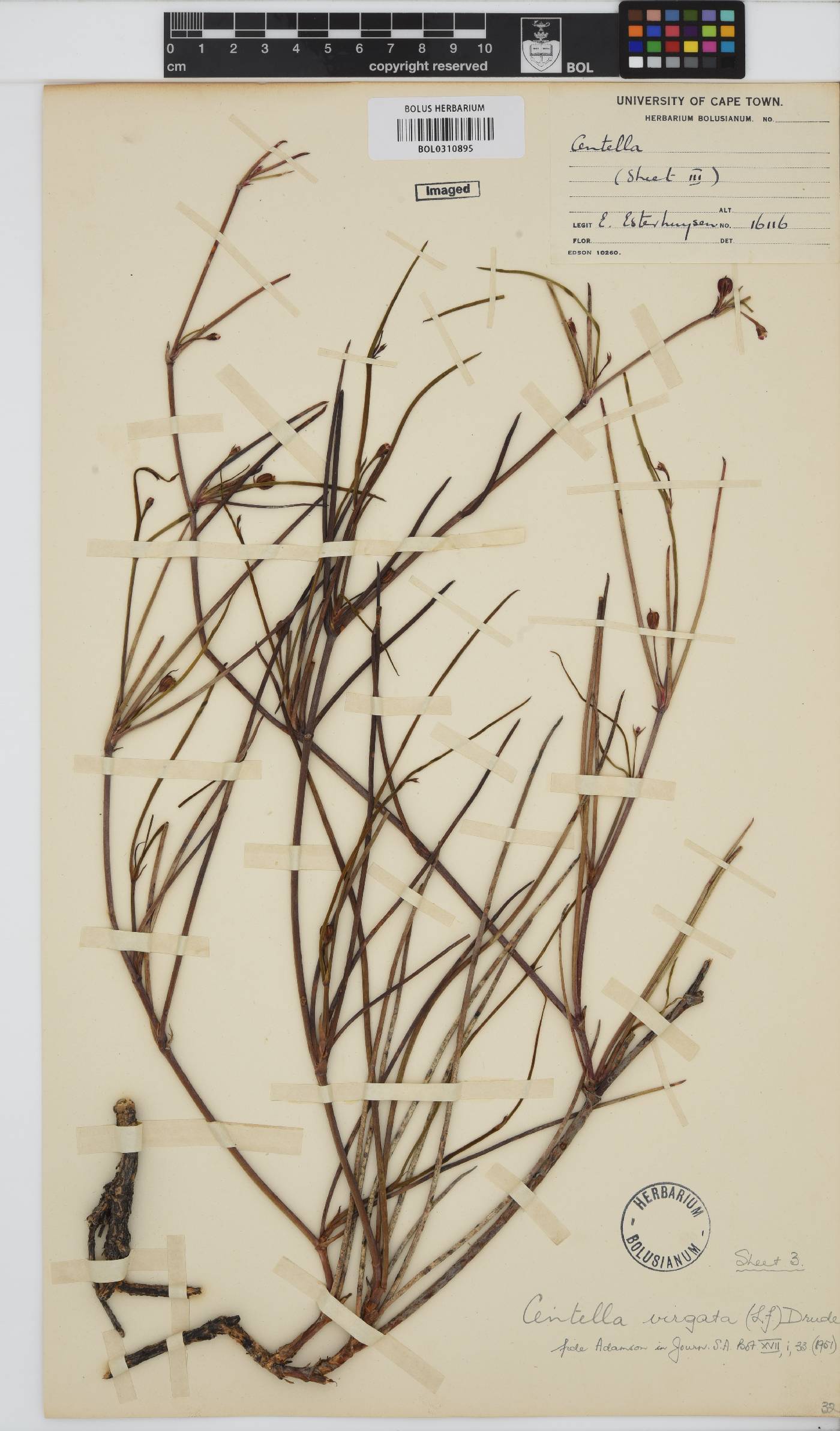 Centella virgata image