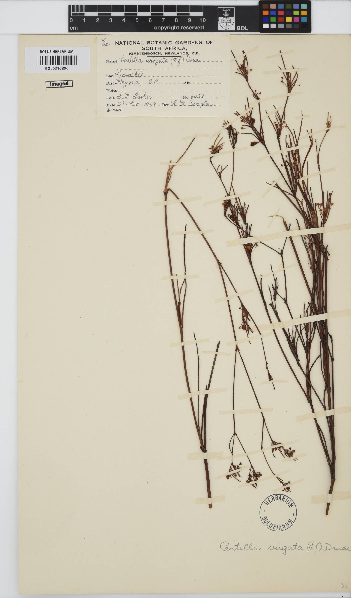 Centella virgata image