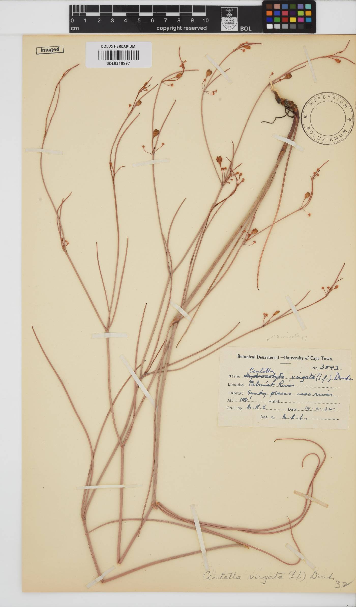 Centella virgata image