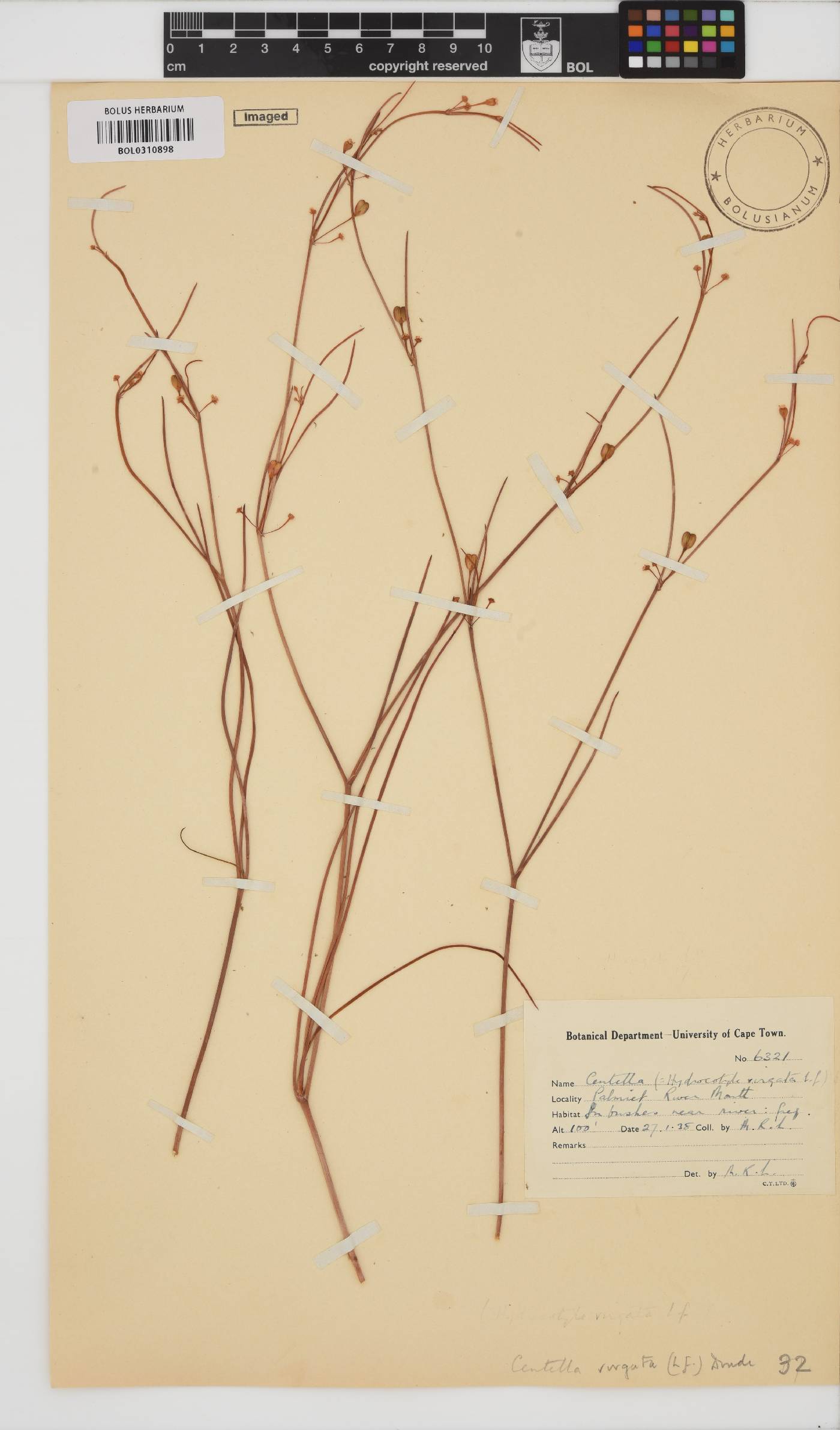 Centella virgata image