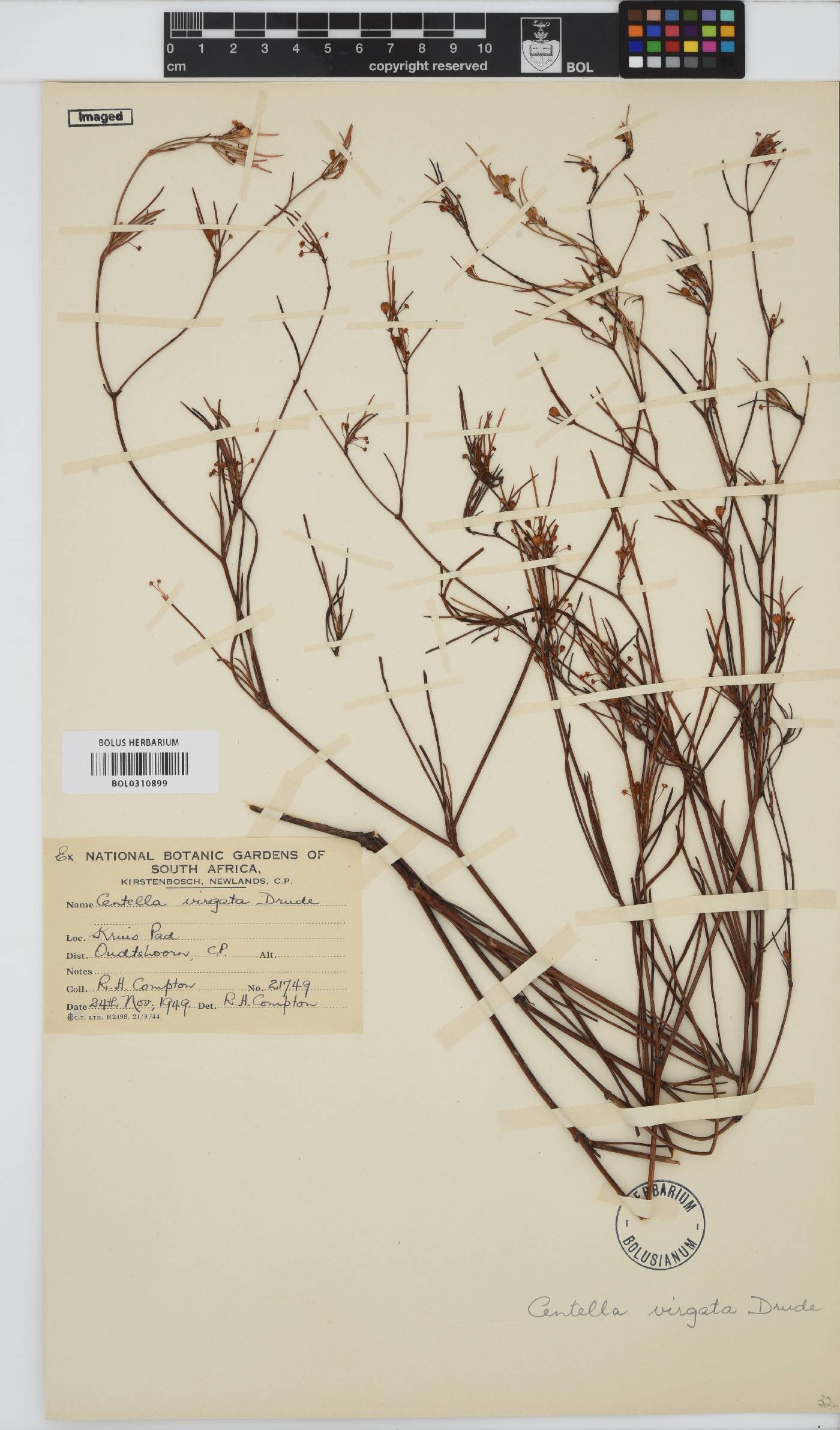 Centella virgata image