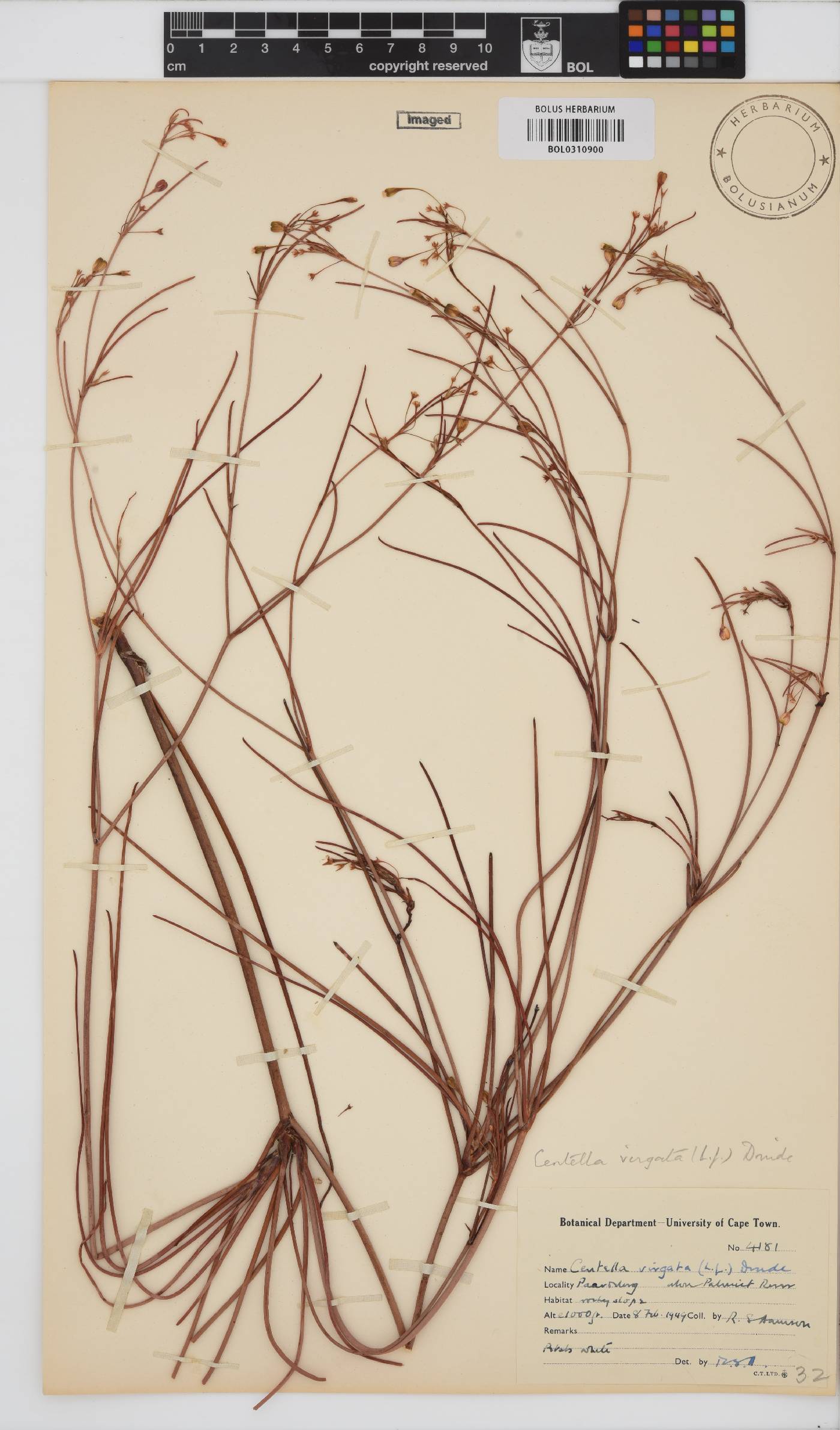 Centella virgata image