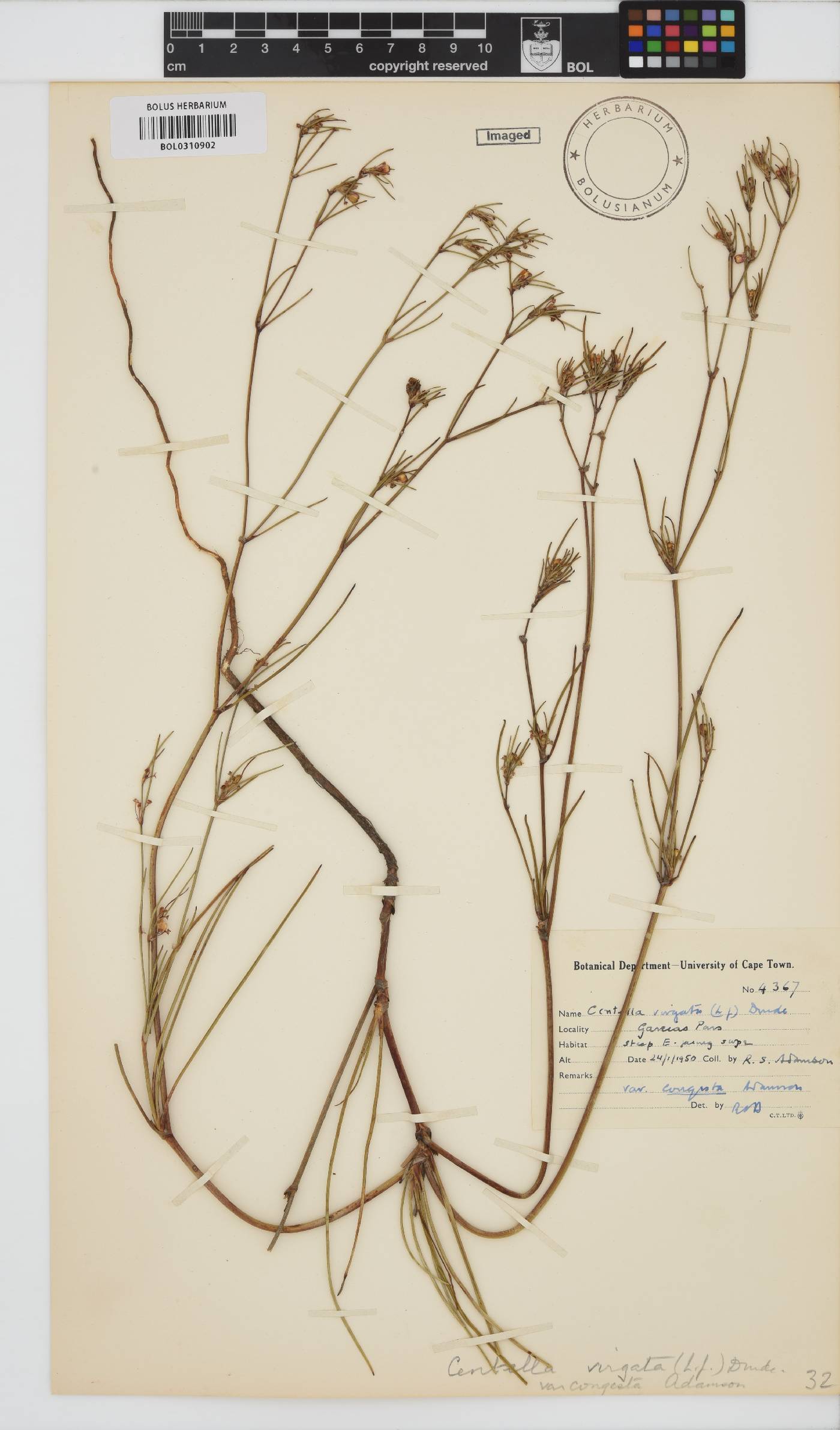 Centella virgata image