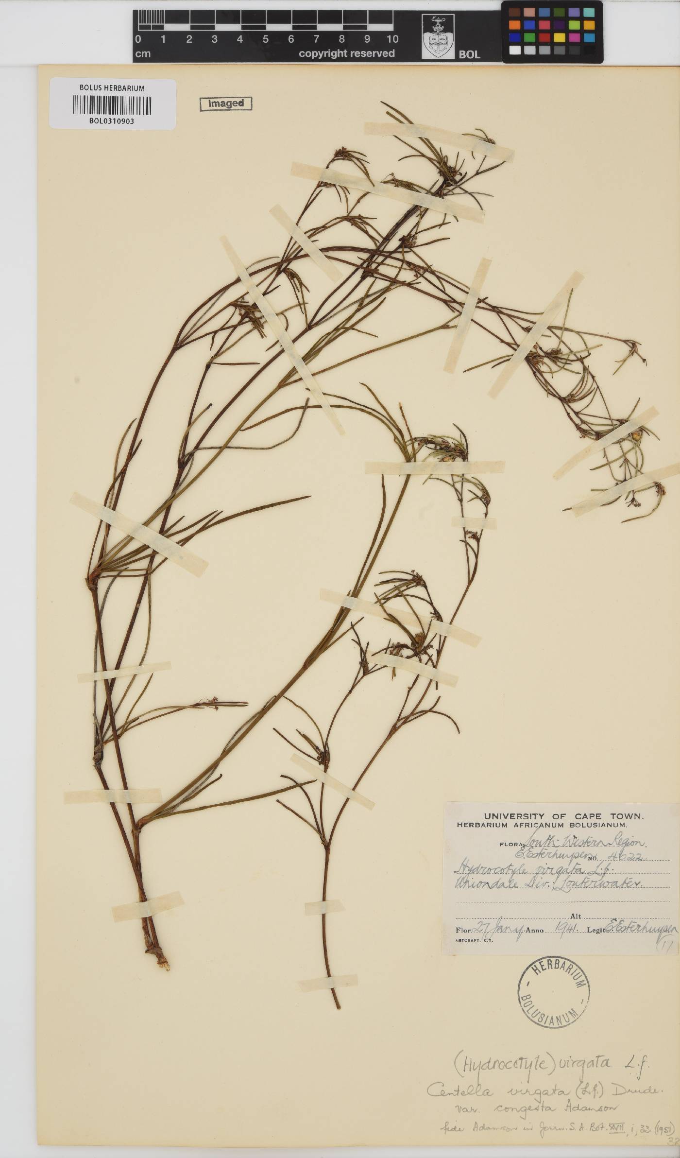 Centella virgata var. congesta image