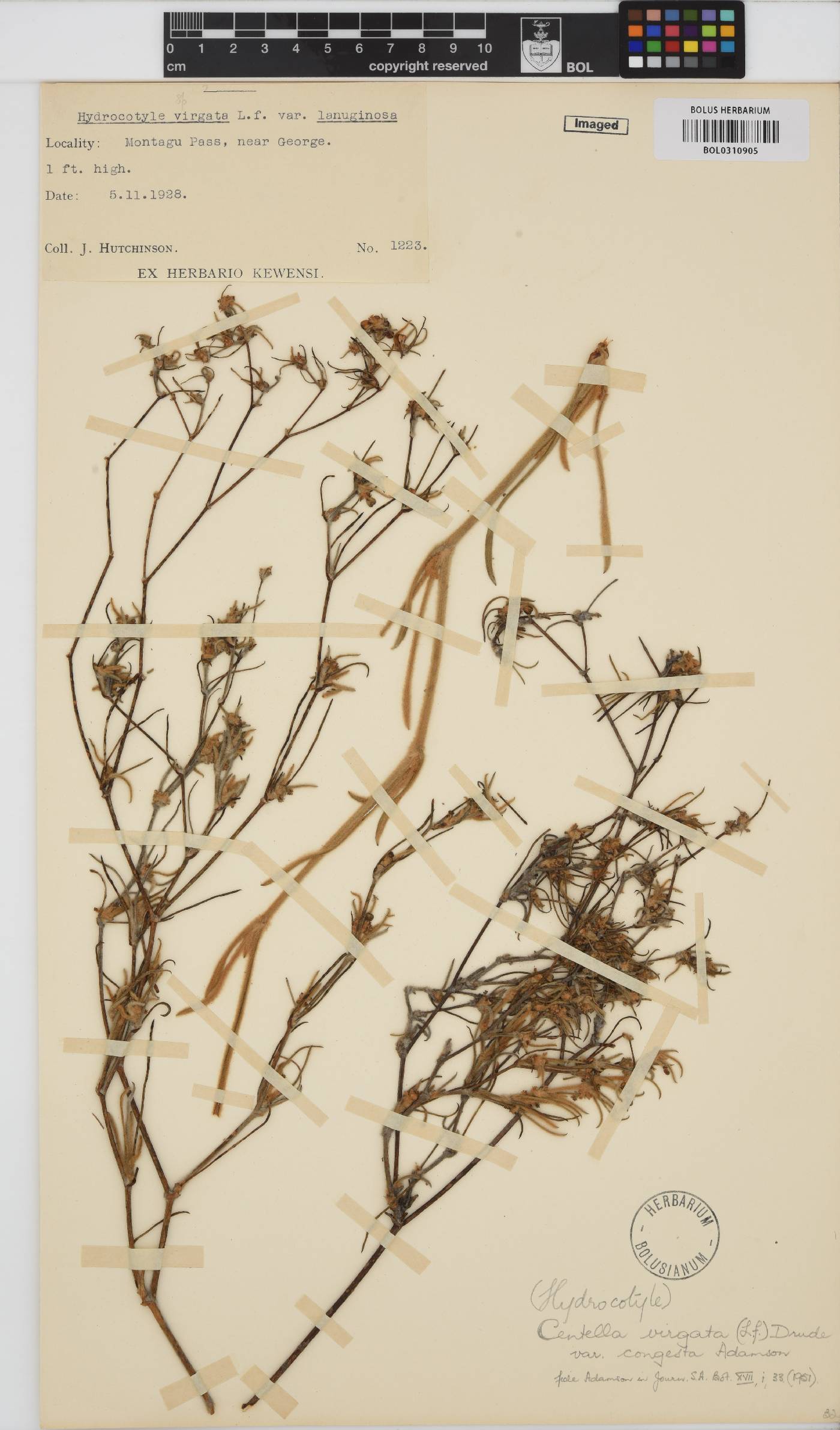 Centella virgata var. congesta image