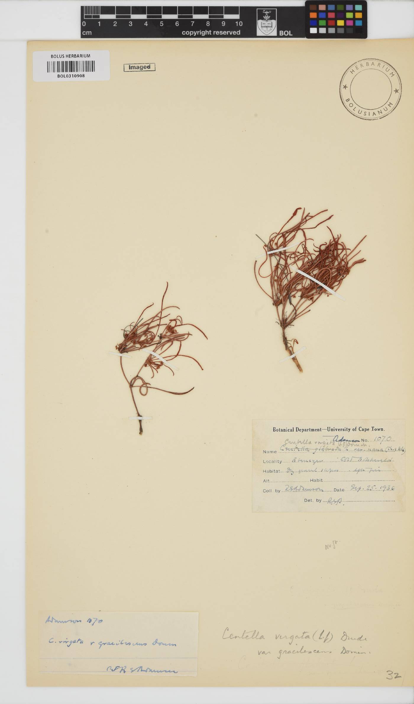 Centella virgata var. gracilescens image