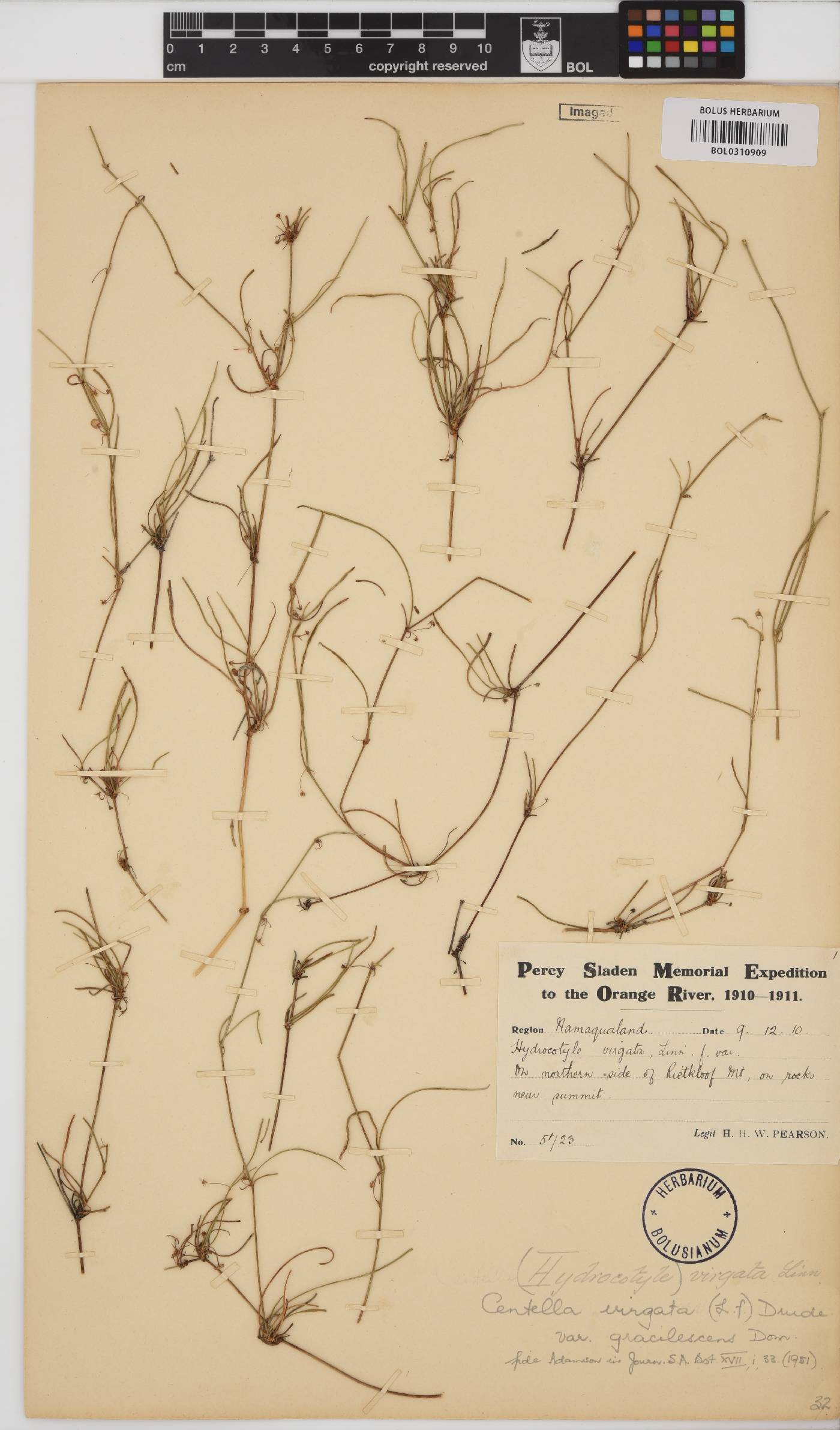 Centella virgata var. gracilescens image