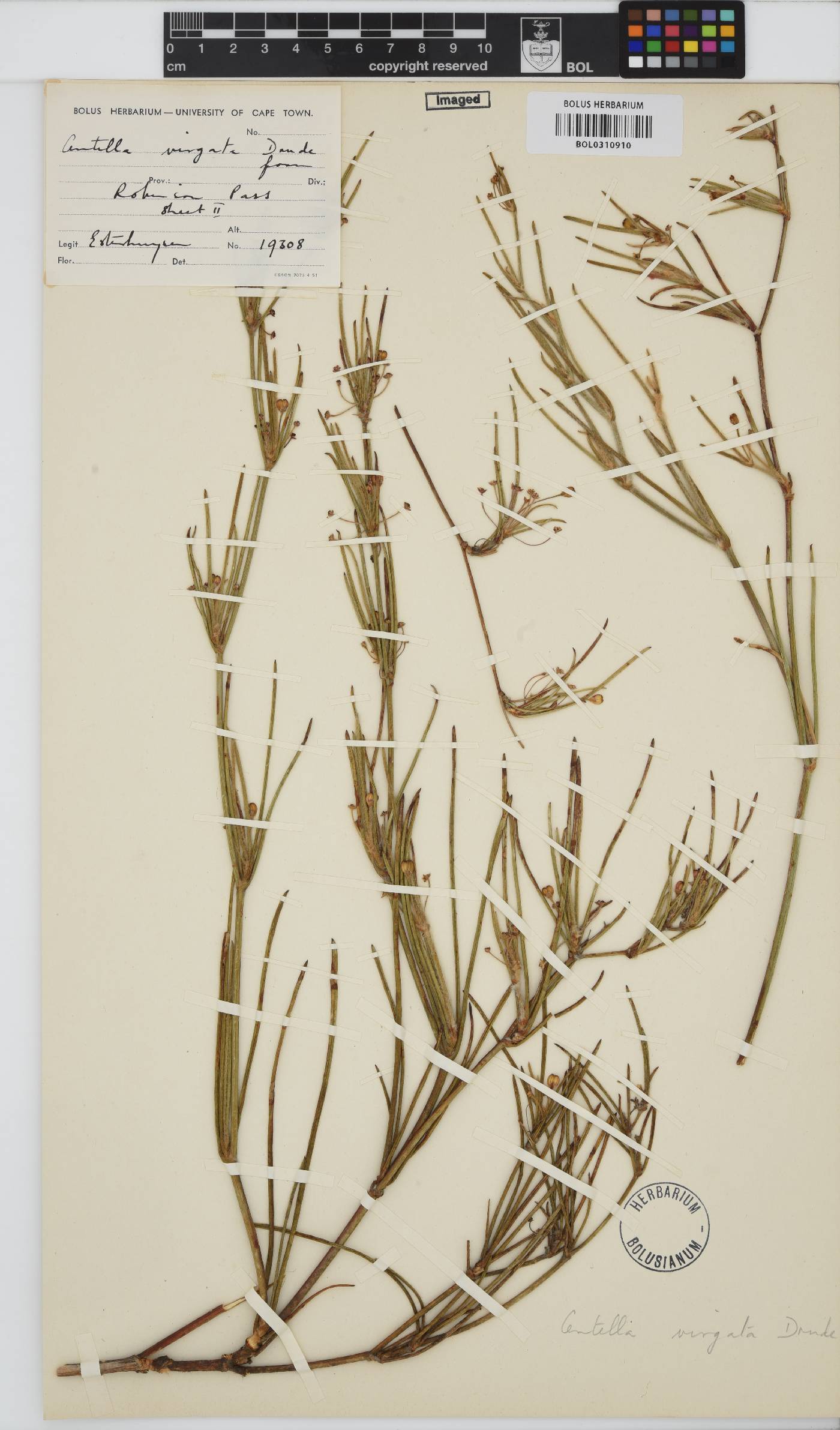 Centella virgata var. gracilescens image