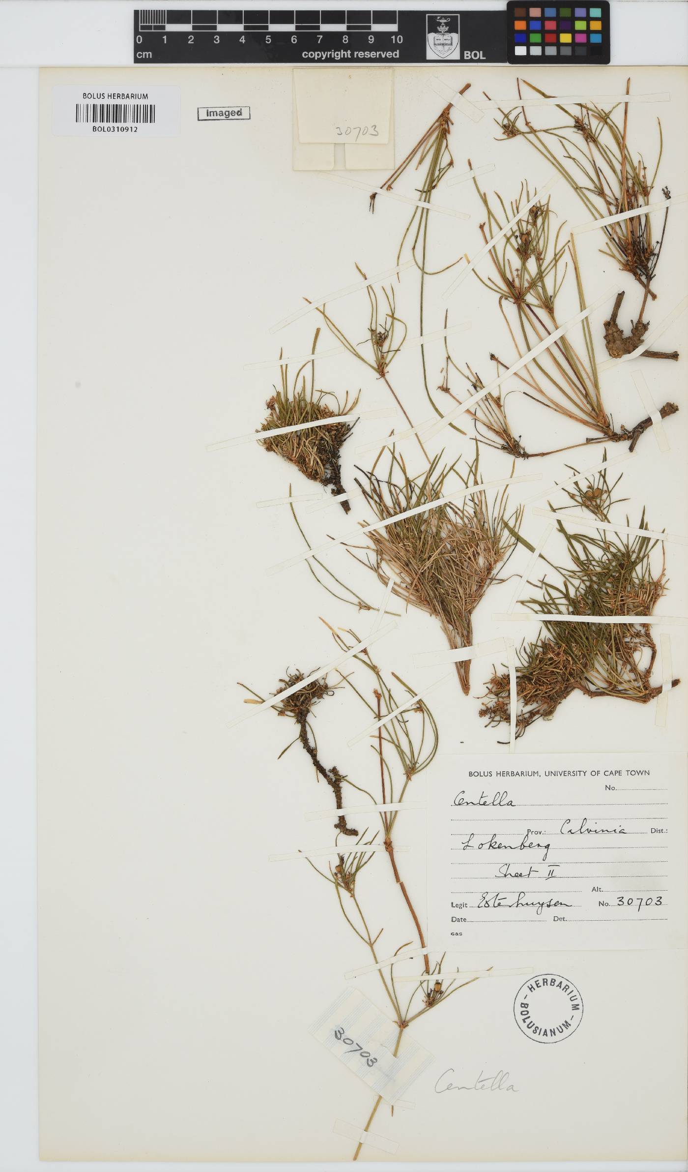 Centella image