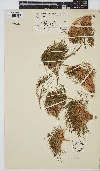 Centella cochlearia image