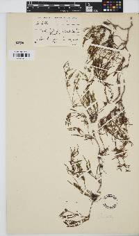 Centella villosa image