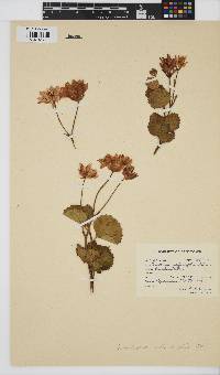 Image of Xanthosia rotundifolia