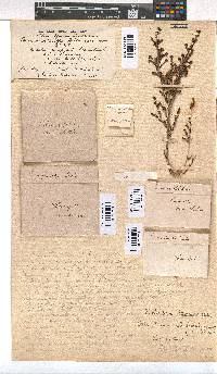 Erica drakensbergensis image