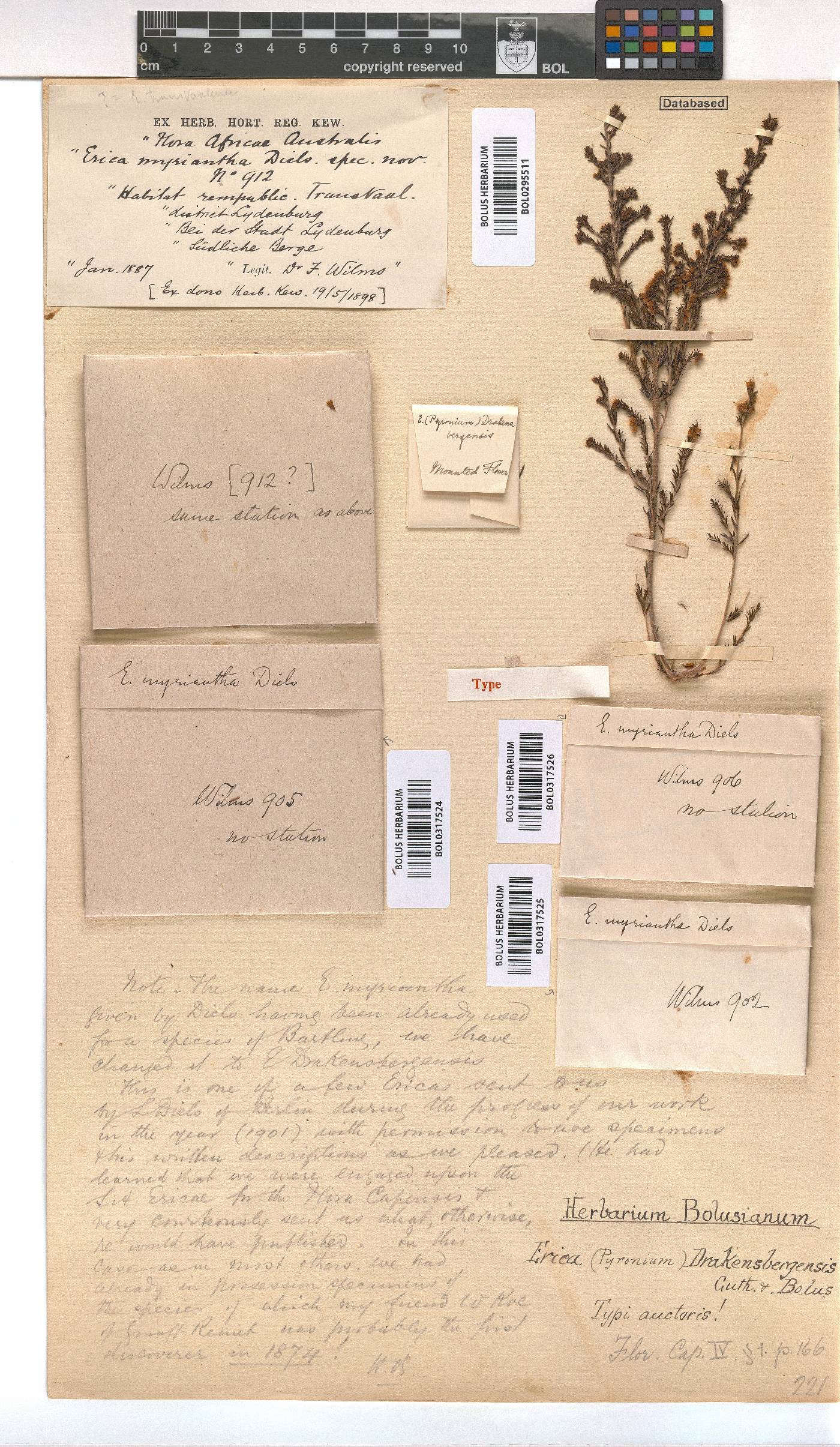 Erica drakensbergensis image