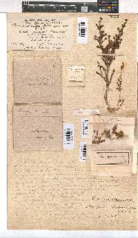 Erica drakensbergensis image