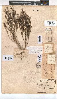 Erica zeyheriana image