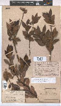 Vaccinium exul image