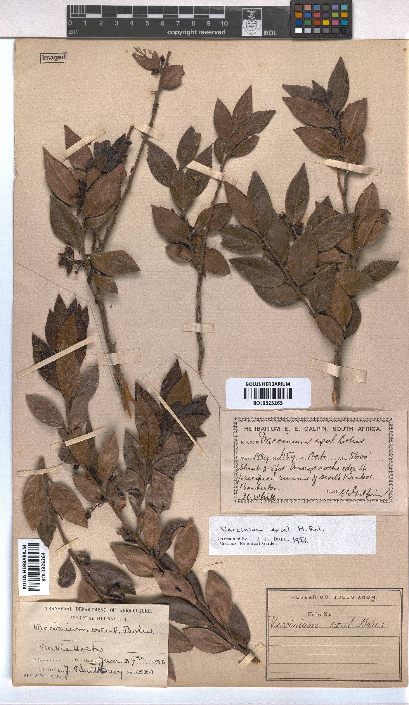 Vaccinium exul image