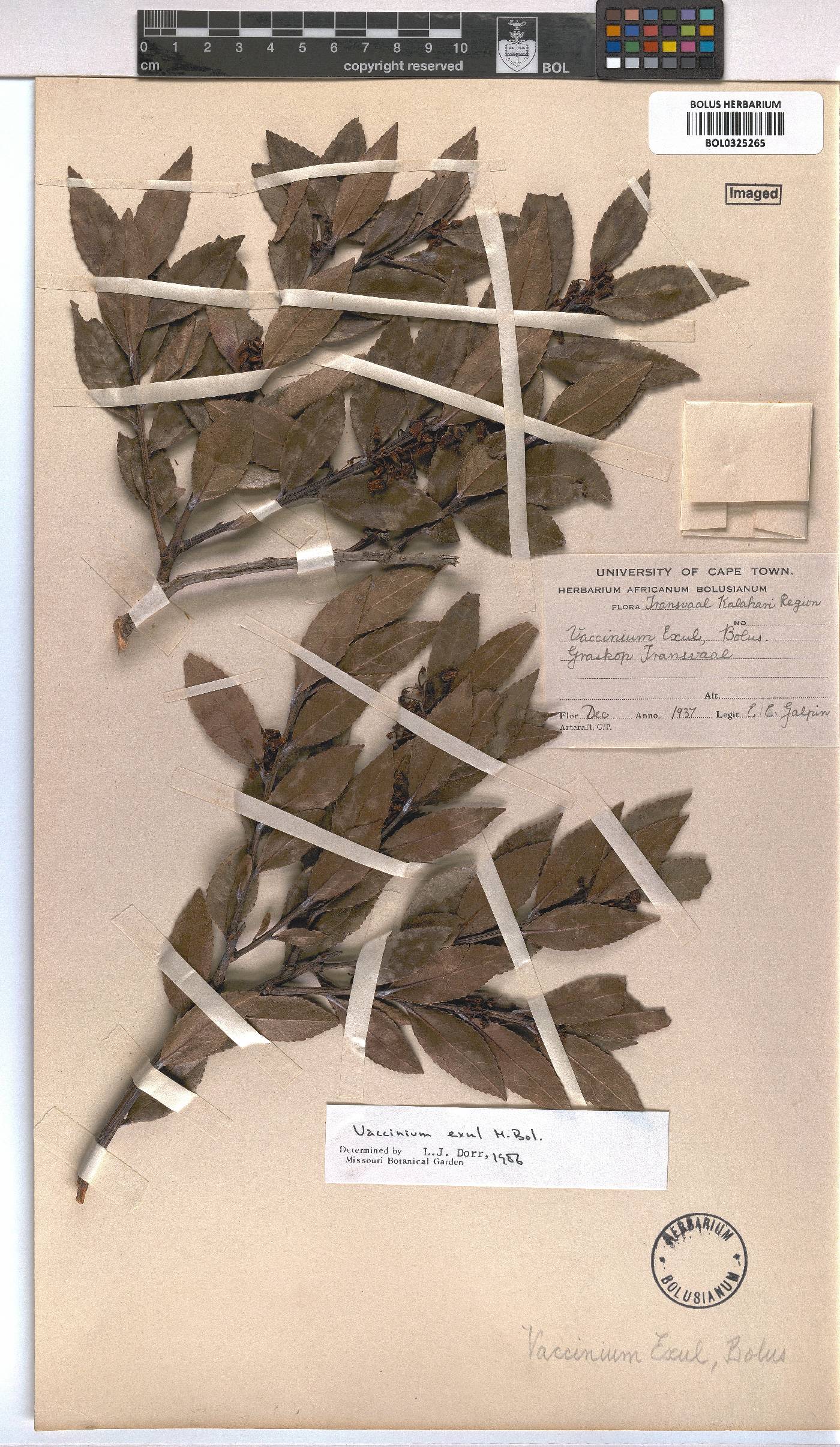 Vaccinium exul image