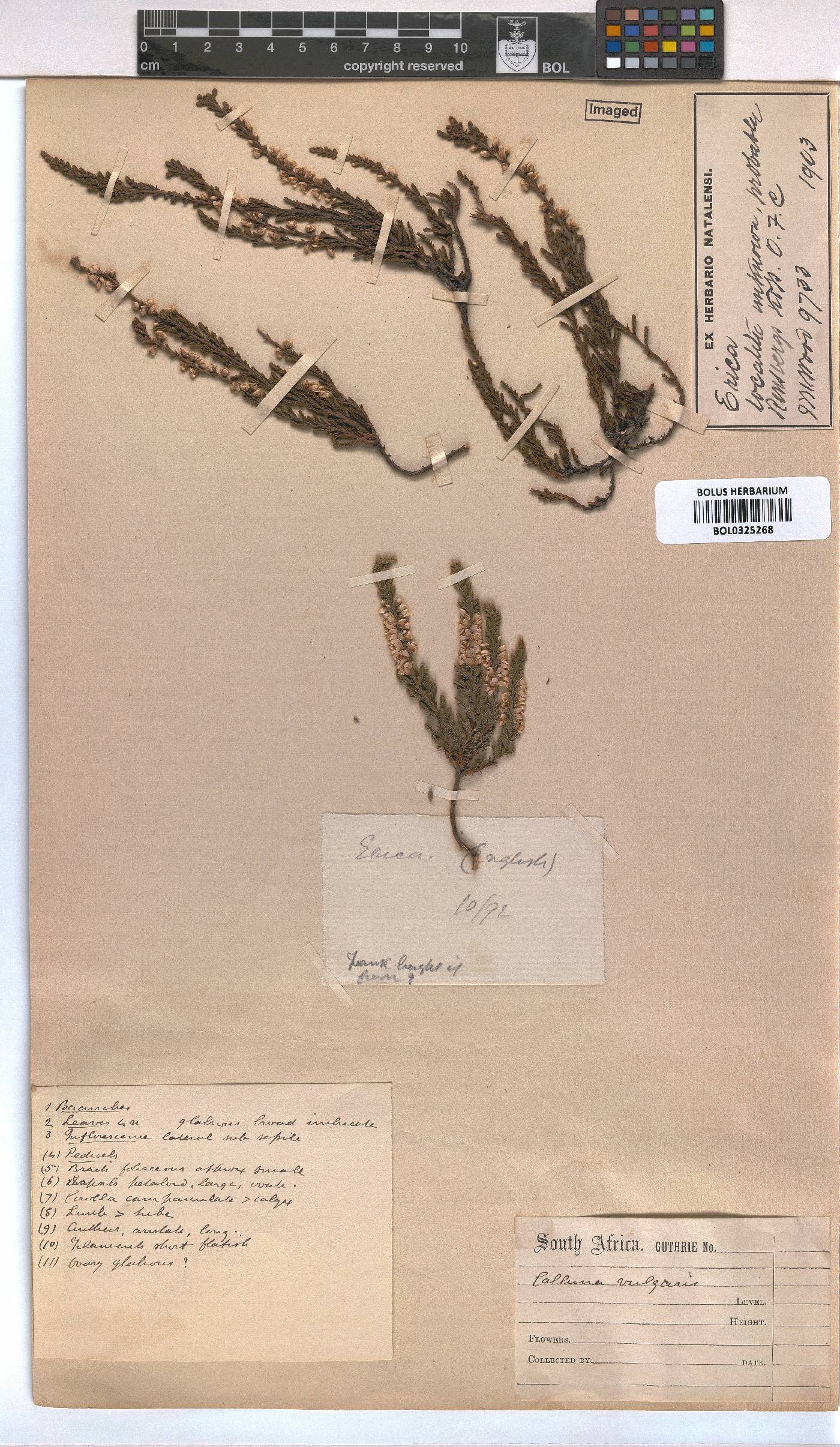 Calluna vulgaris image