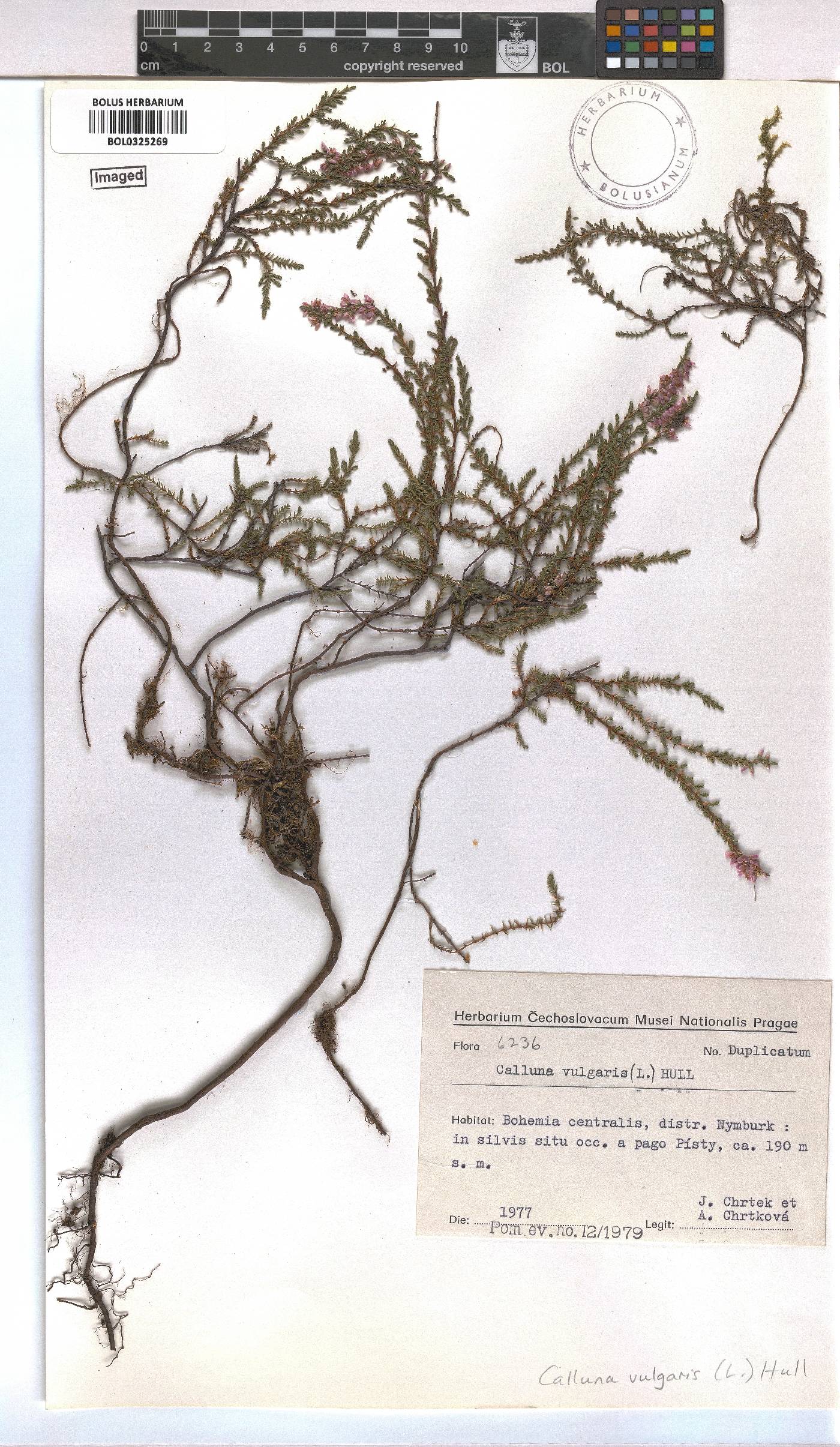 Calluna vulgaris image